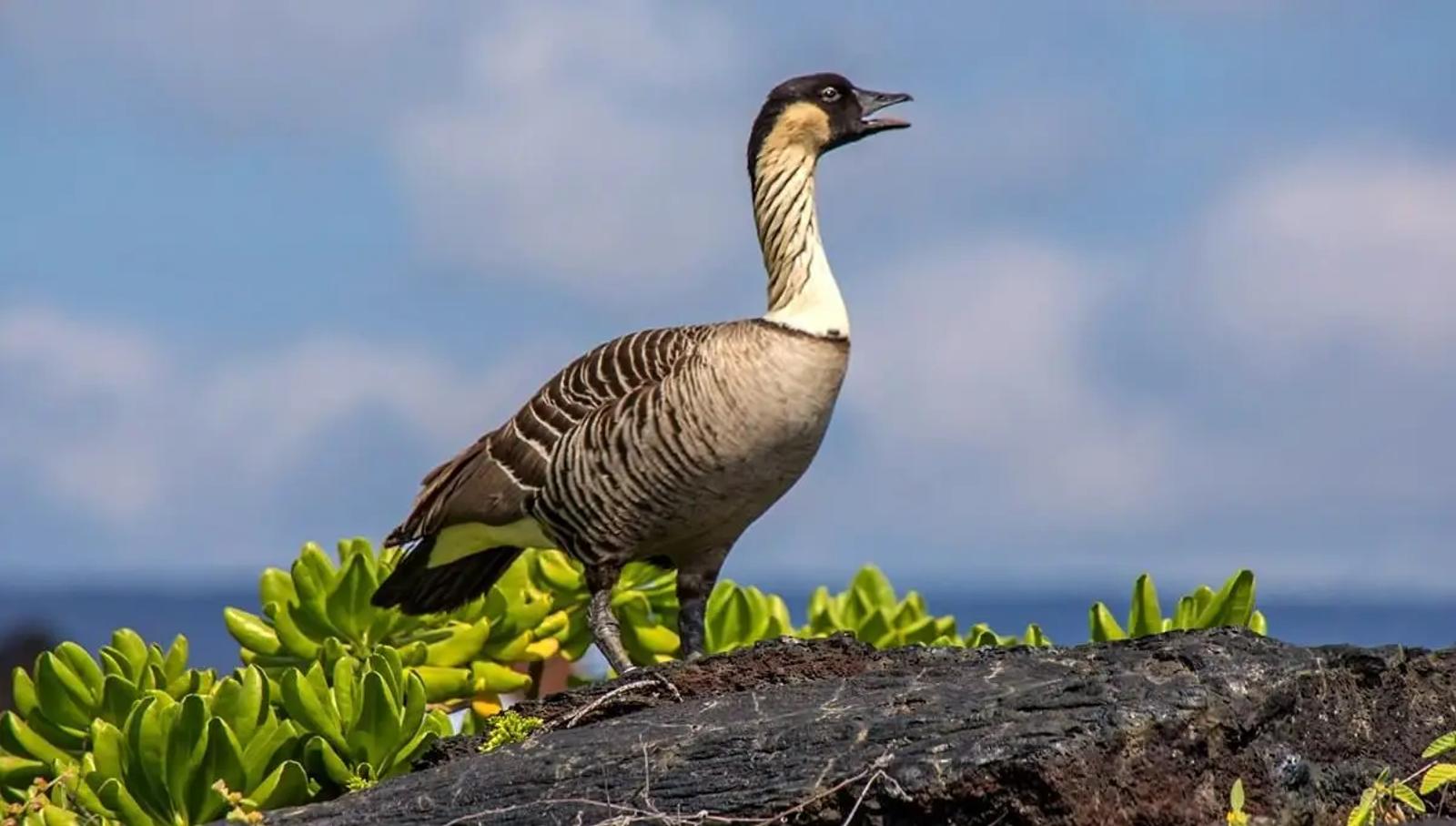 Nēnē: Hawaii’s Endangered State Bird (And Where to Spot Them)