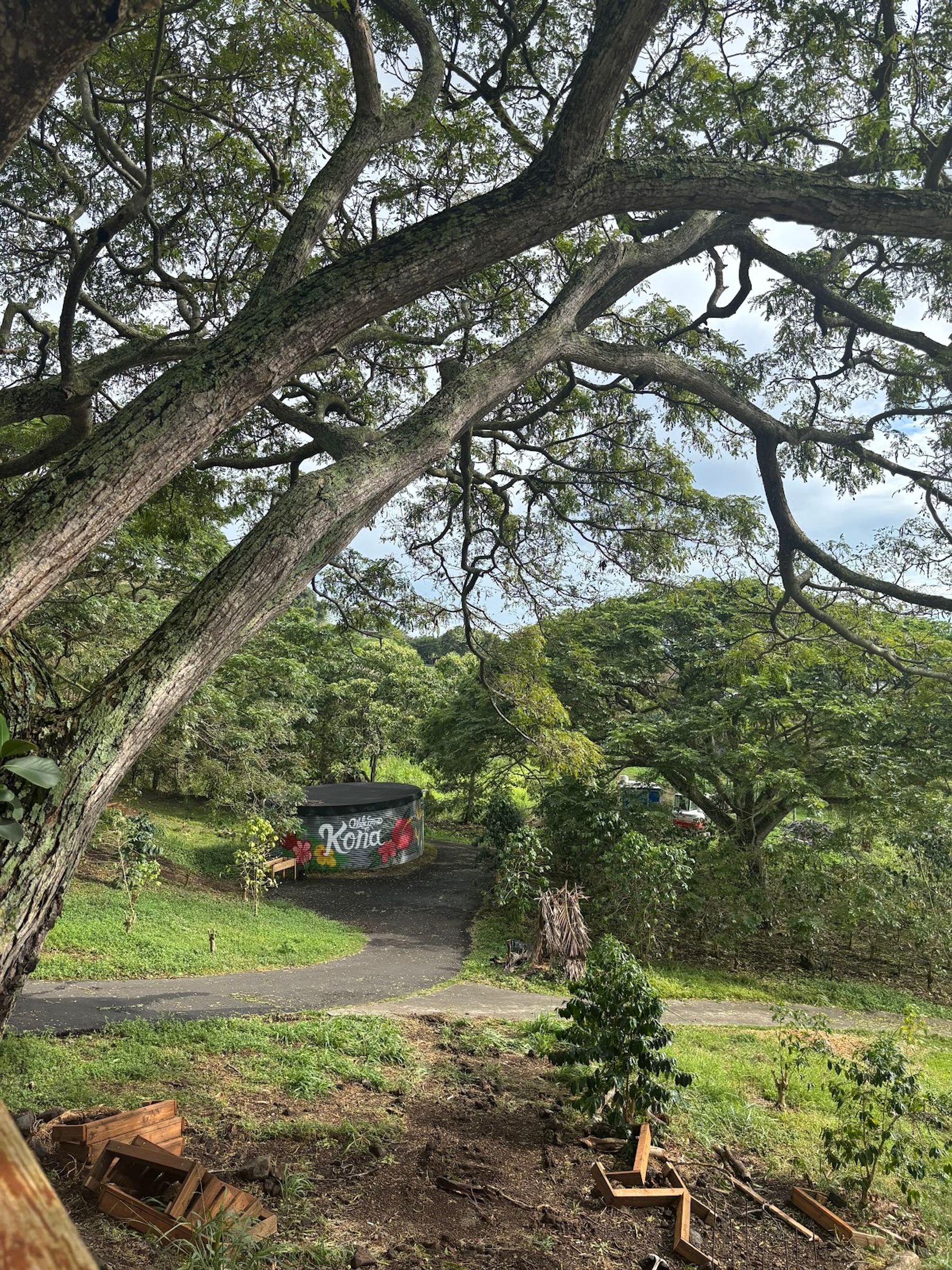 Photo 5 of Rising Kona Coffee Farm Tours in Hōlualoa, Big Island