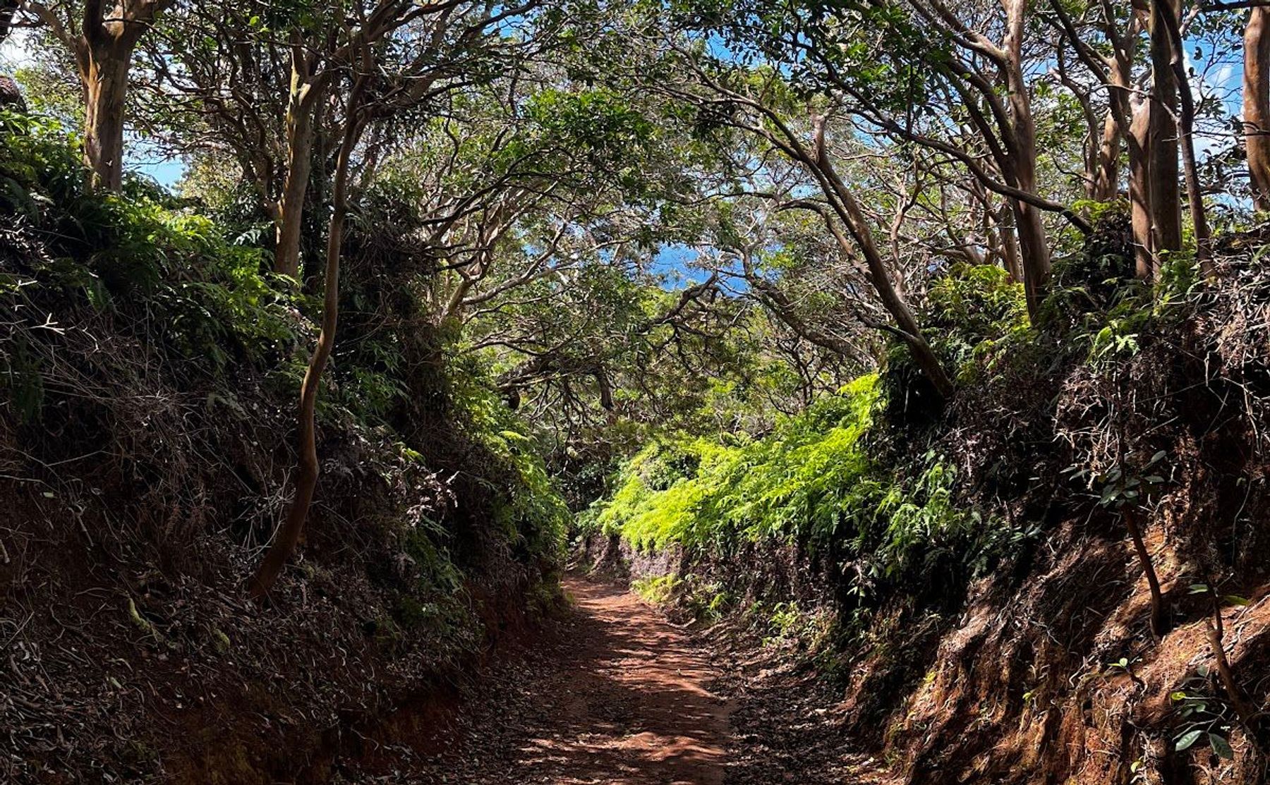 a shaded path on the Wiliwilinui Trail