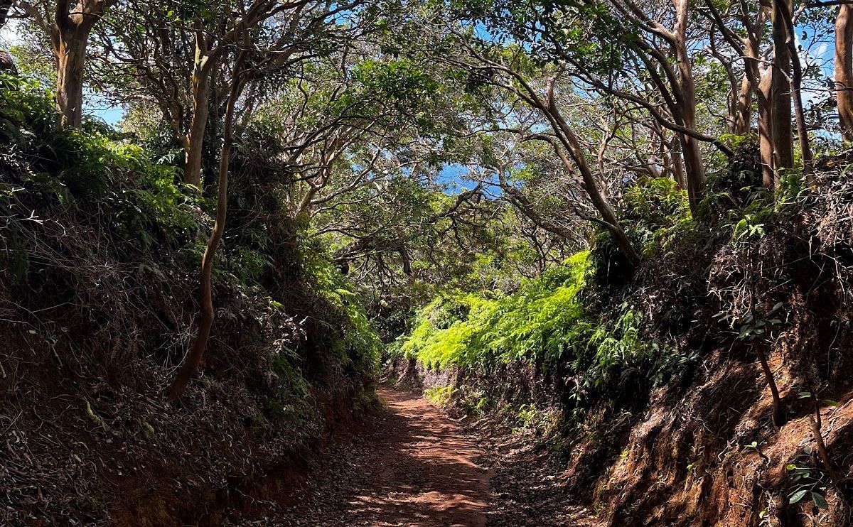 a shaded path on the Wiliwilinui Trail