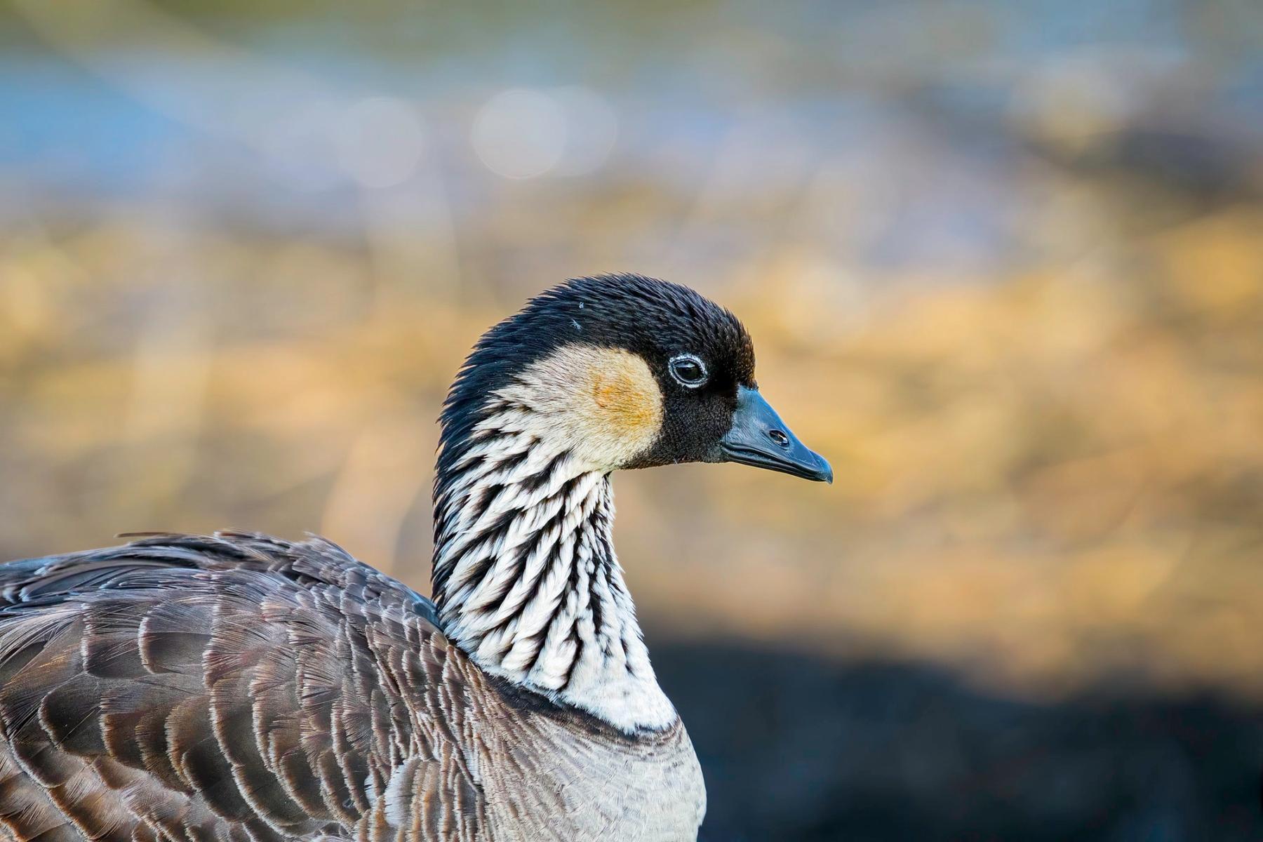 Close-up side profile of a Hawaiian nēnē goose with a black head, pale cheek, and striped neck against a softly blurred warm background.