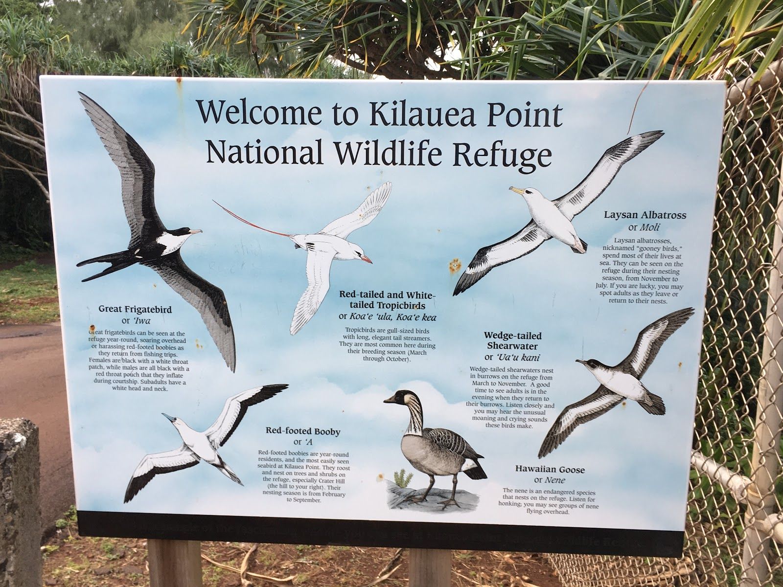 Kilauea Point National Wildlife Refuge in Kīlauea, Kaua‘i photo 5