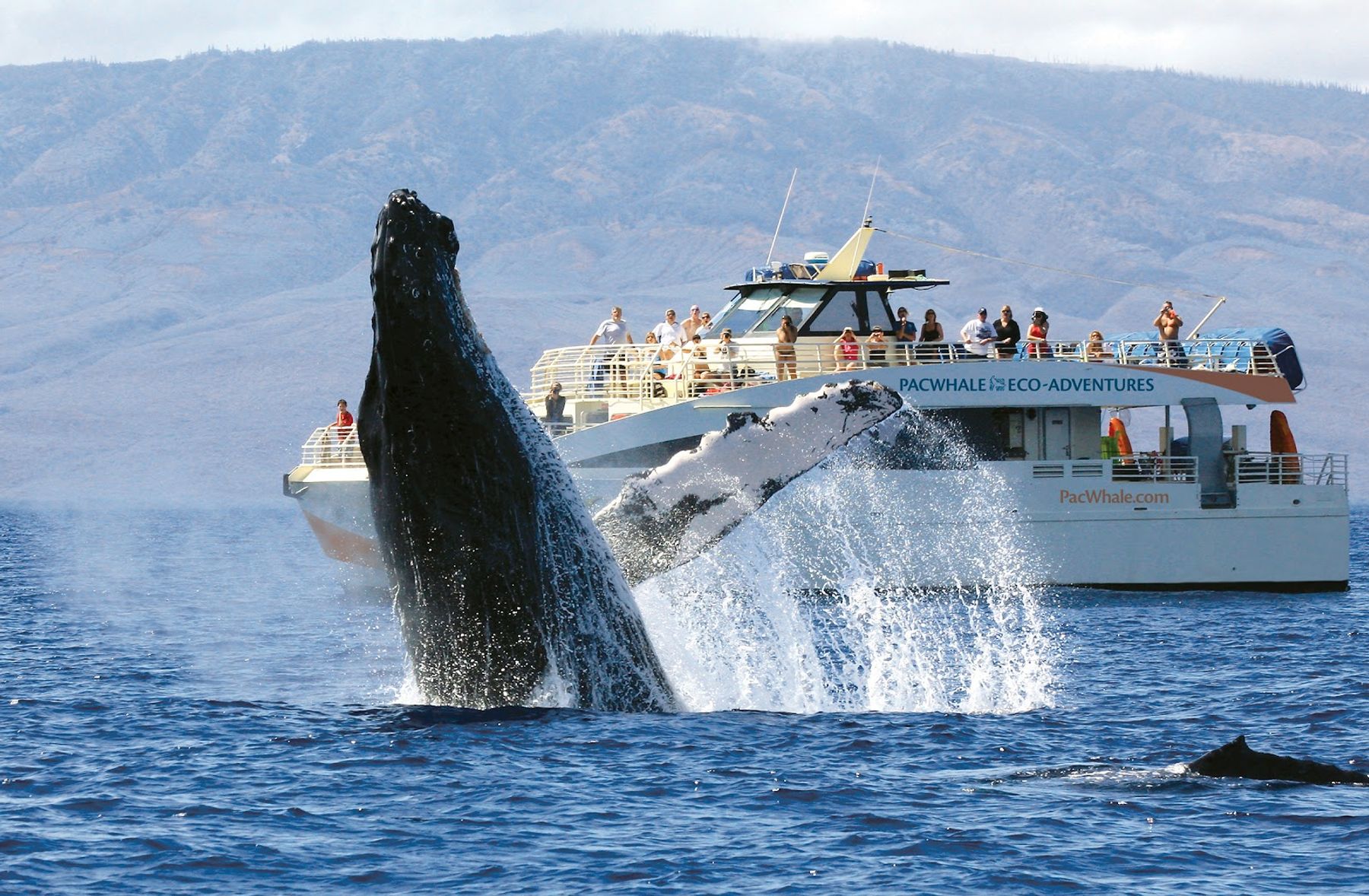 Photo 1 of PacWhale Eco-Adventures in Māʻalaea, Maui
