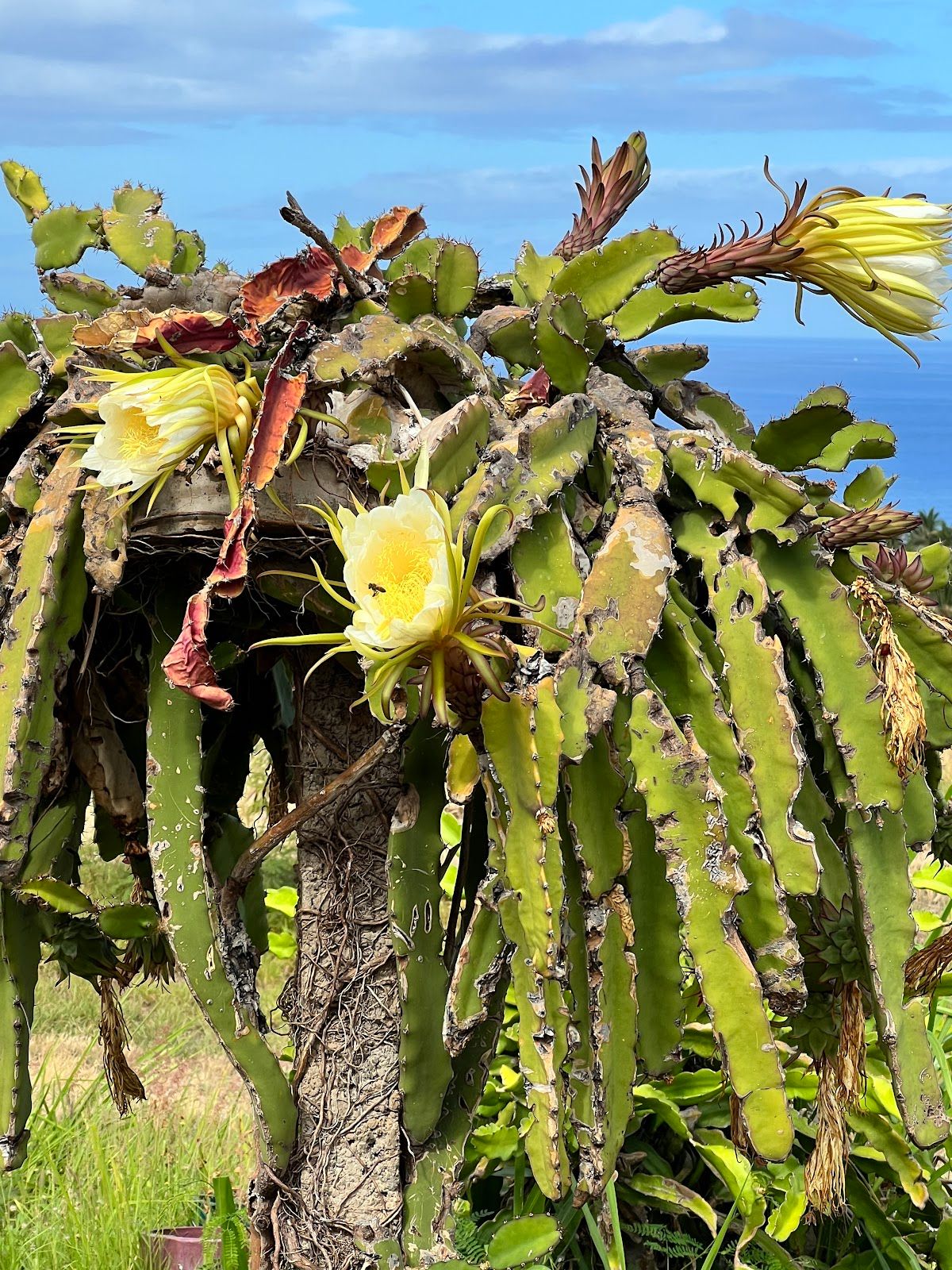 Photo 6 of Maui Dragon Fruit Farm in Lāhainā, Maui