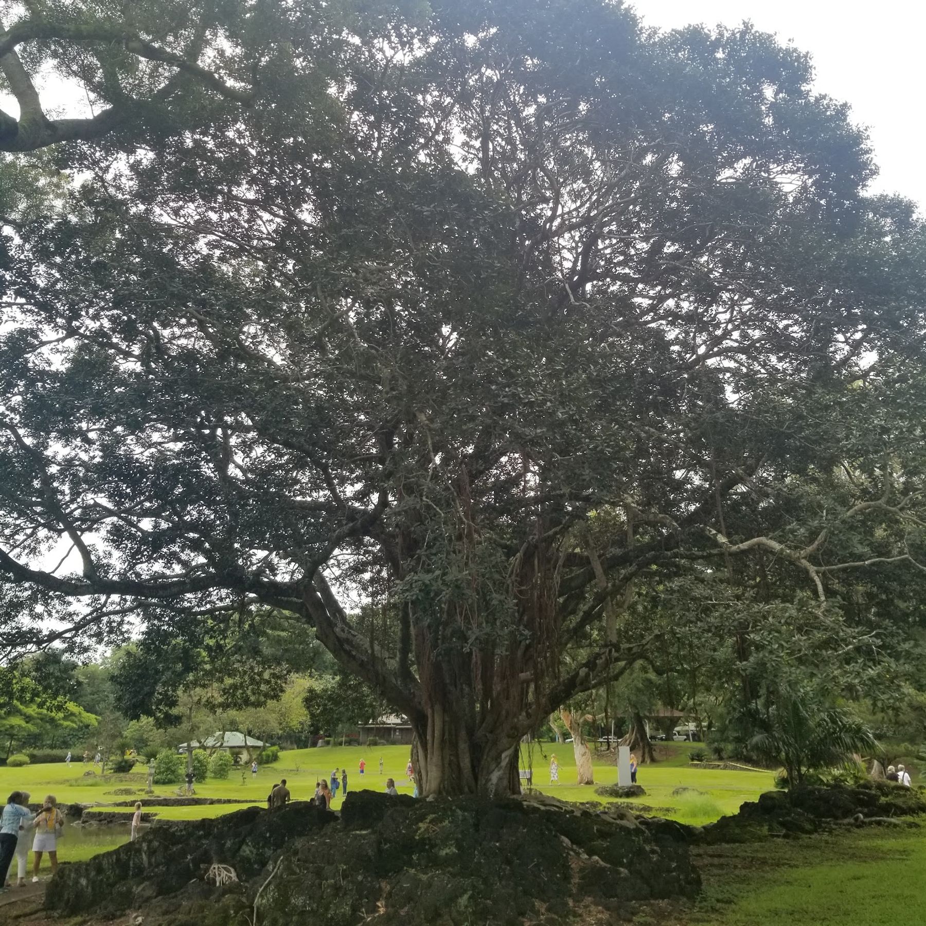Photo 10 of C Big Island Tours in Hilo, Big Island