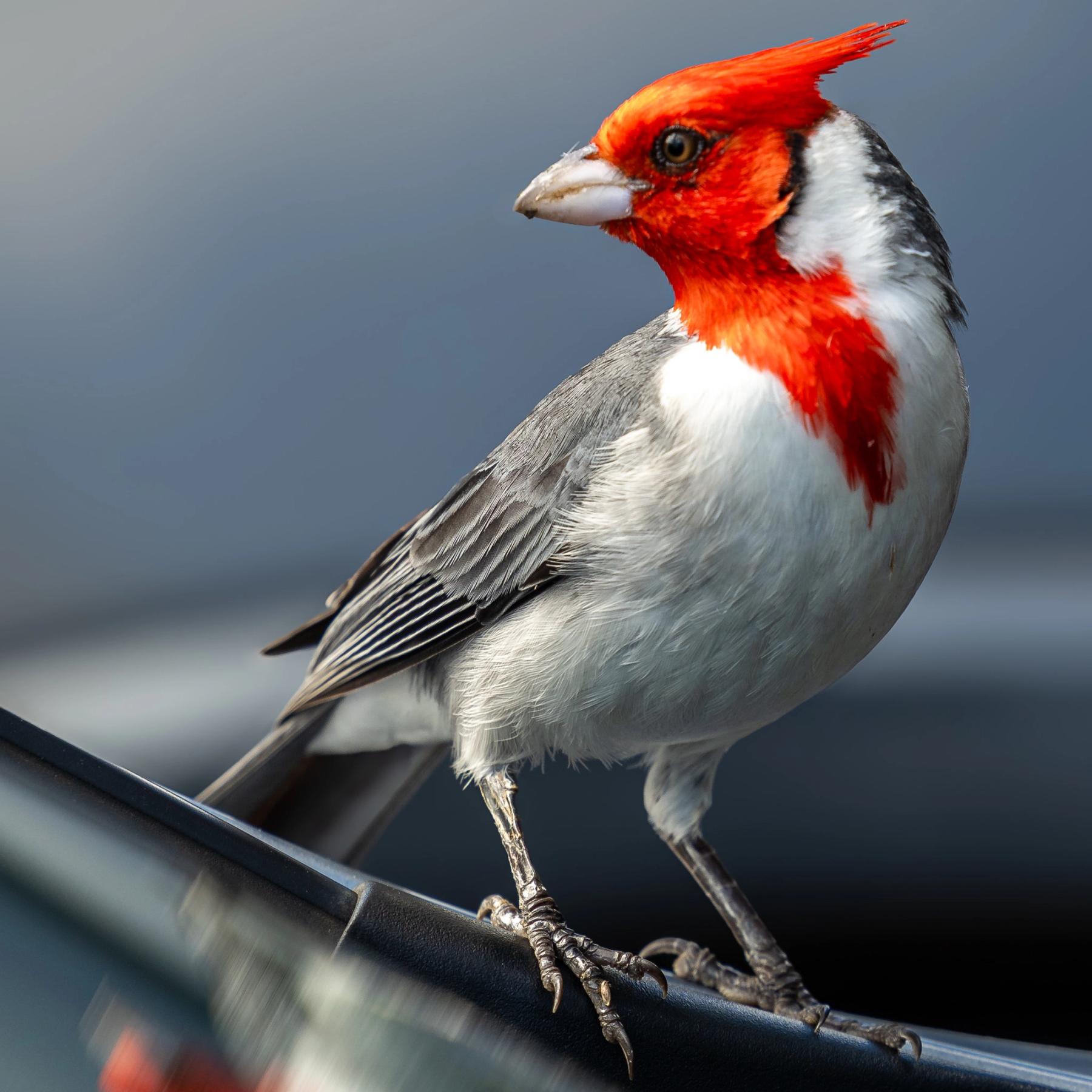 Close-up of a red-crested bird with gray wings and white belly perched on a dark rail against a smooth blue-gray background
