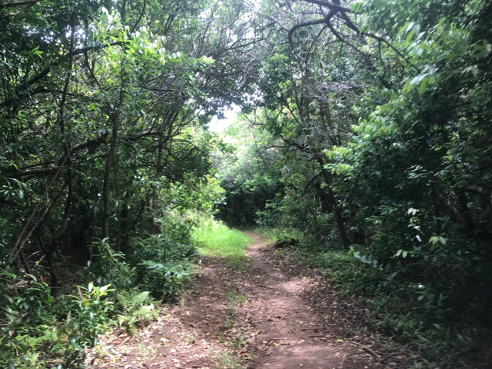 Photo 1 of Mahana Ridge Trail in Kapalua, Maui