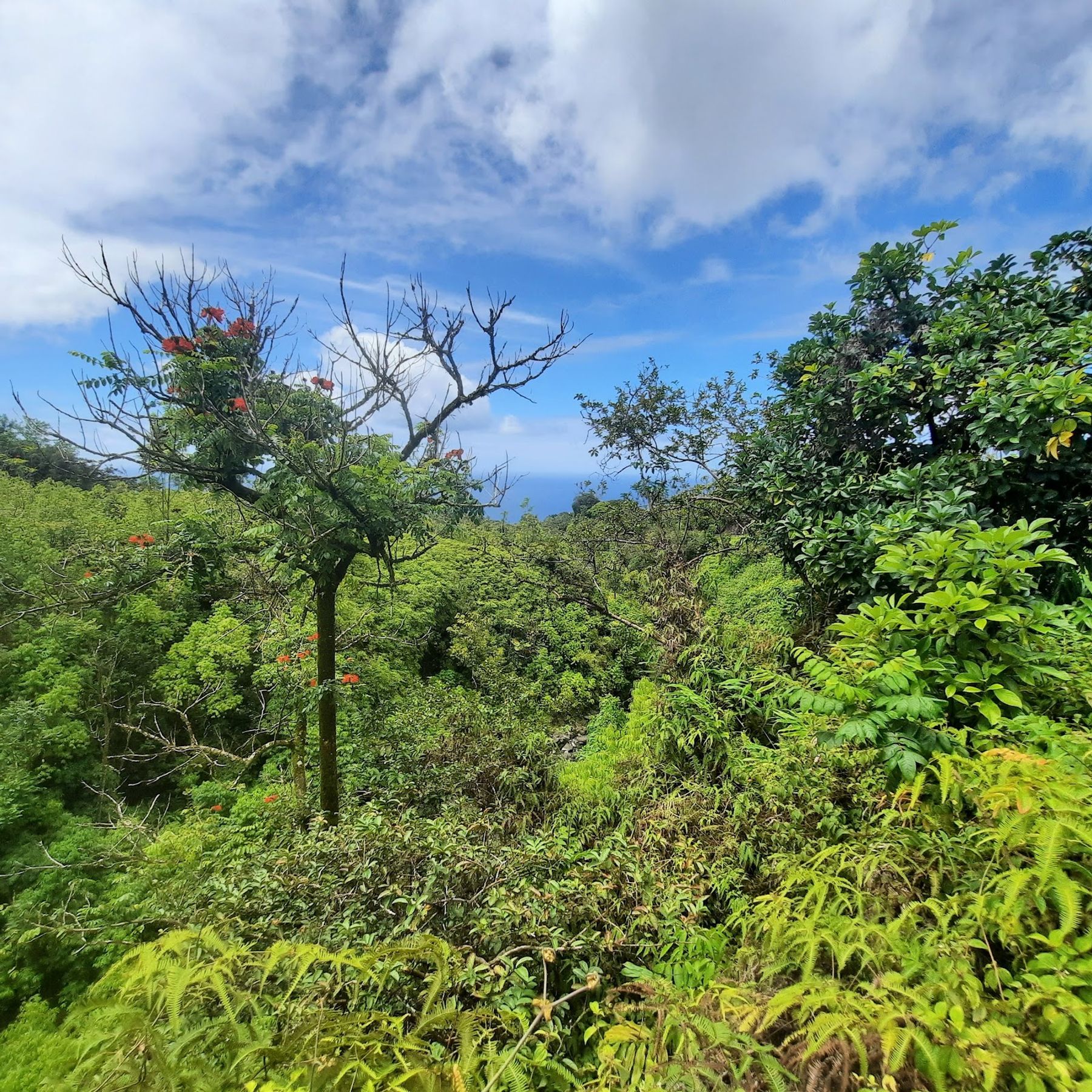 Photo 5 of Makapipi Falls in Keʻanae-Nāhiku, Maui