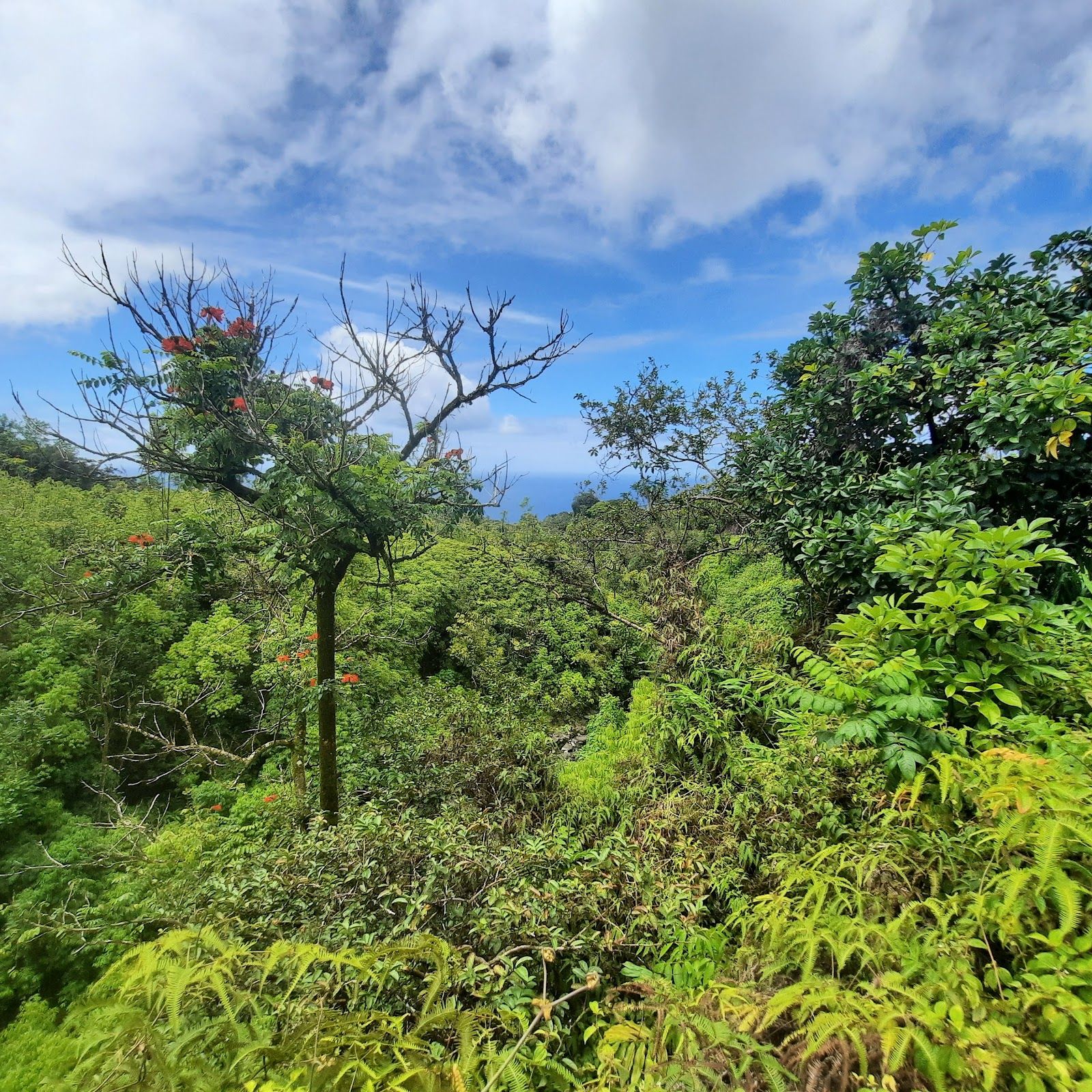 Photo 5 of Makapipi Falls in Keʻanae-Nāhiku, Maui