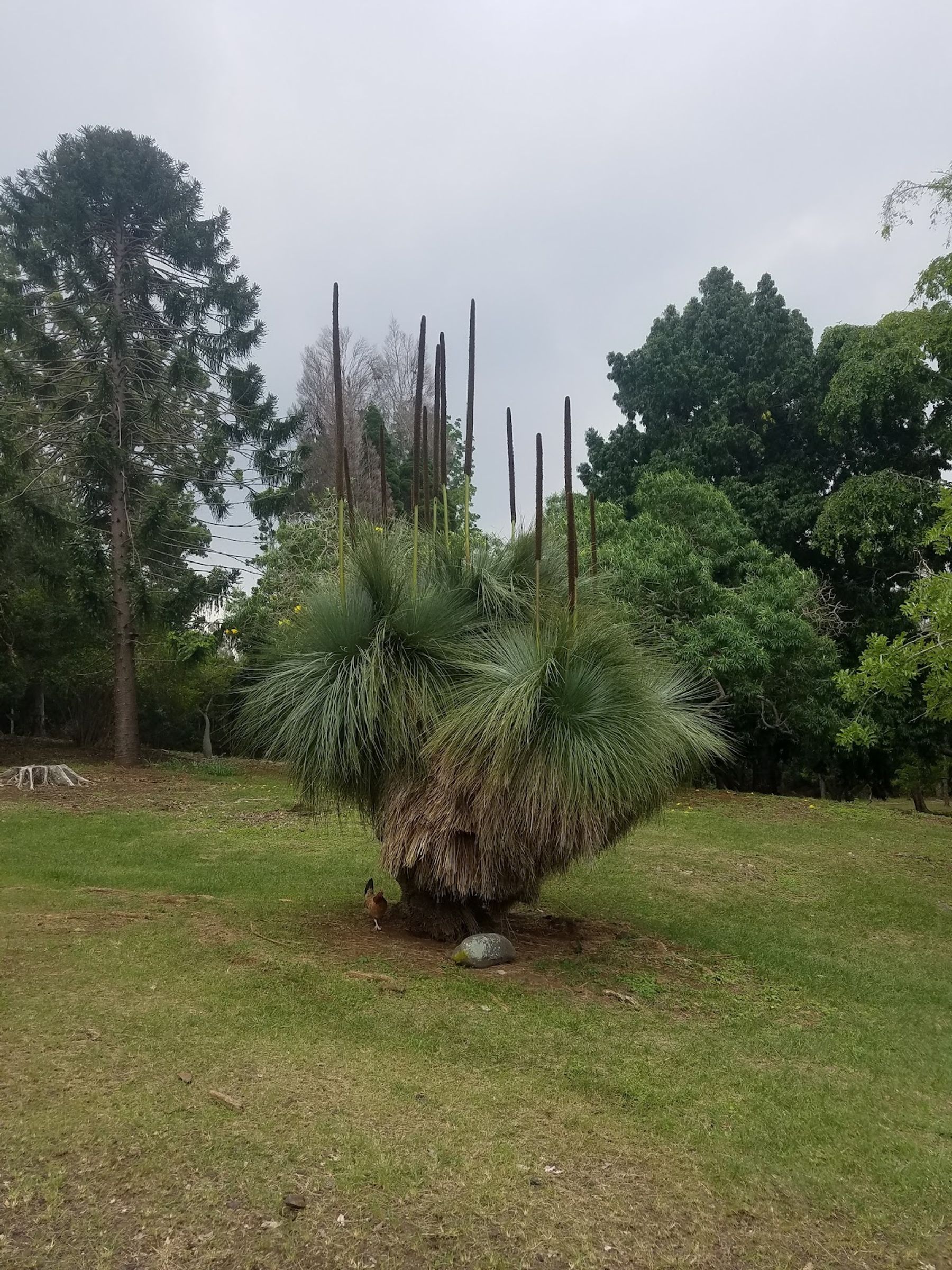 Photo 3 of Manuka State Wayside in South Point, Big Island