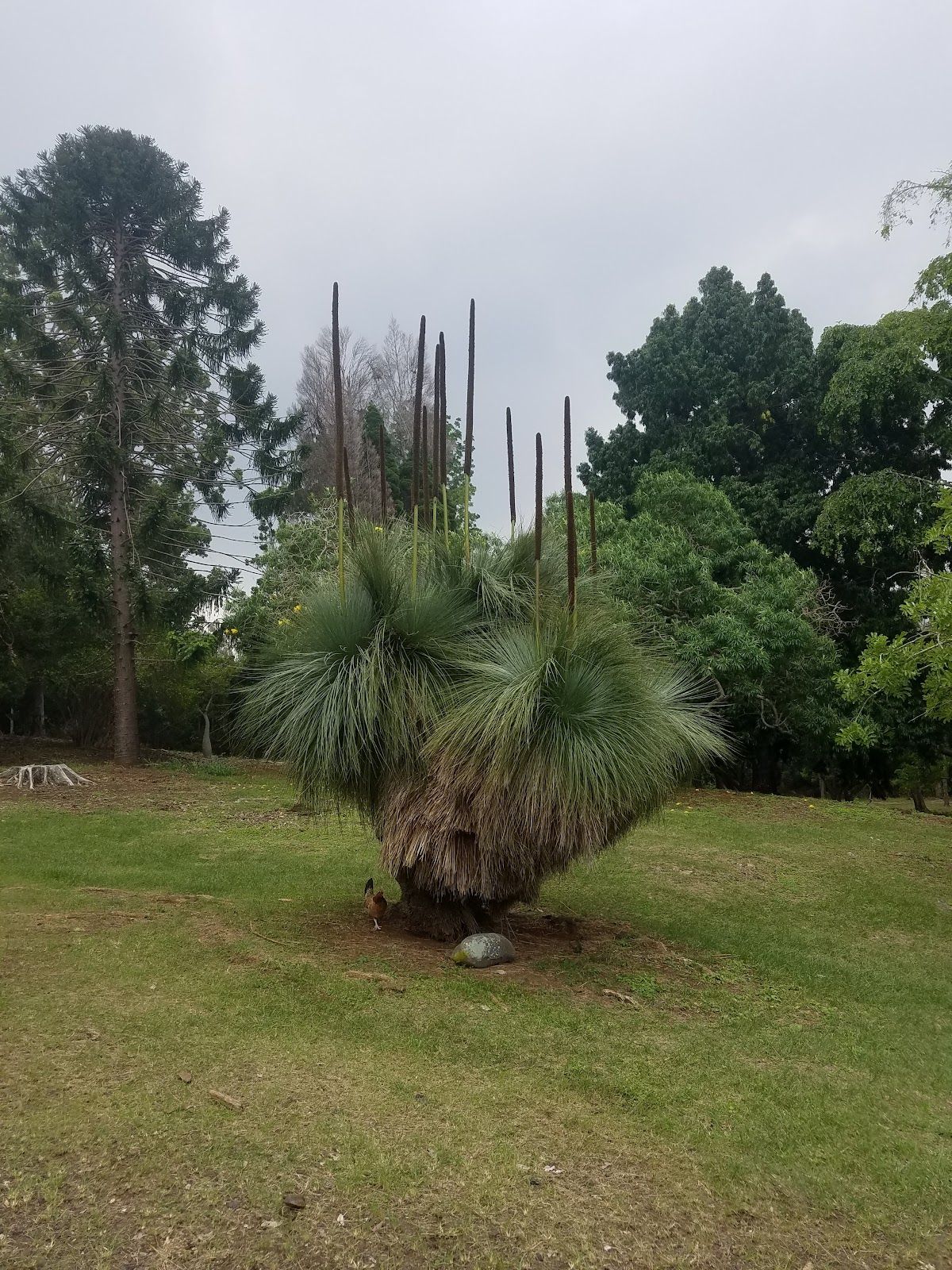 Photo 3 of Manuka State Wayside in South Point, Big Island