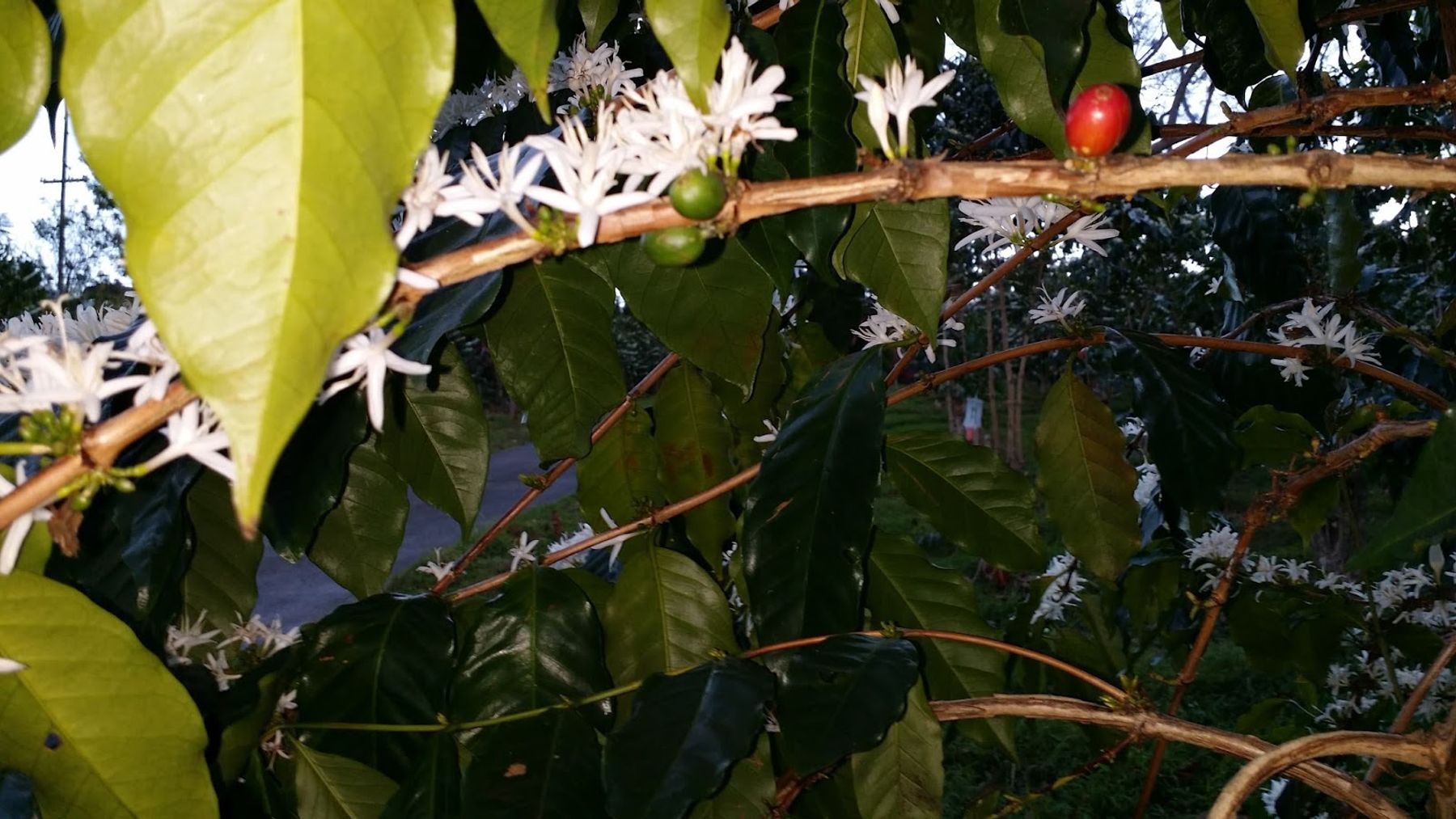 Photo 1 of Hula Daddy Kona Coffee in Hōlualoa, Big Island