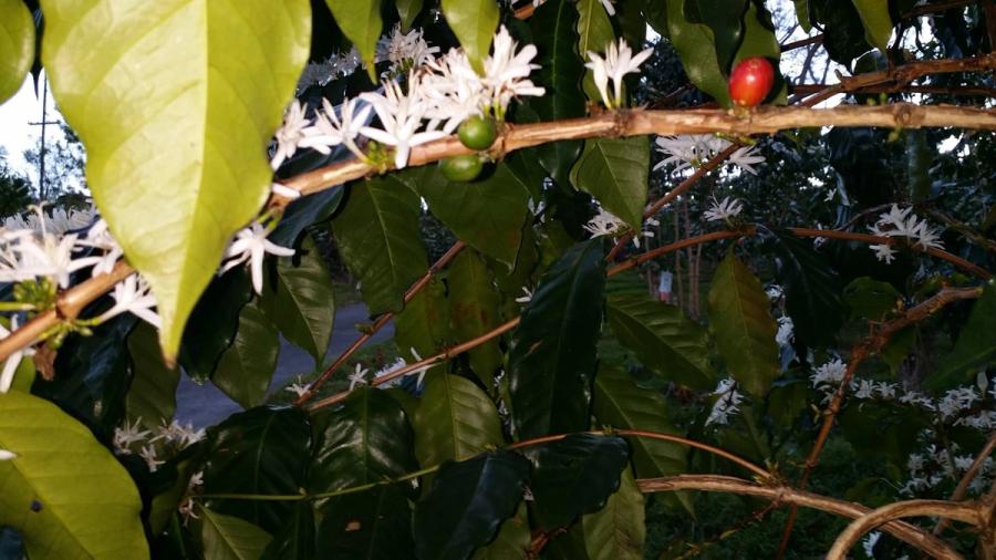 Photo 1 of Hula Daddy Kona Coffee in Hōlualoa, Big Island