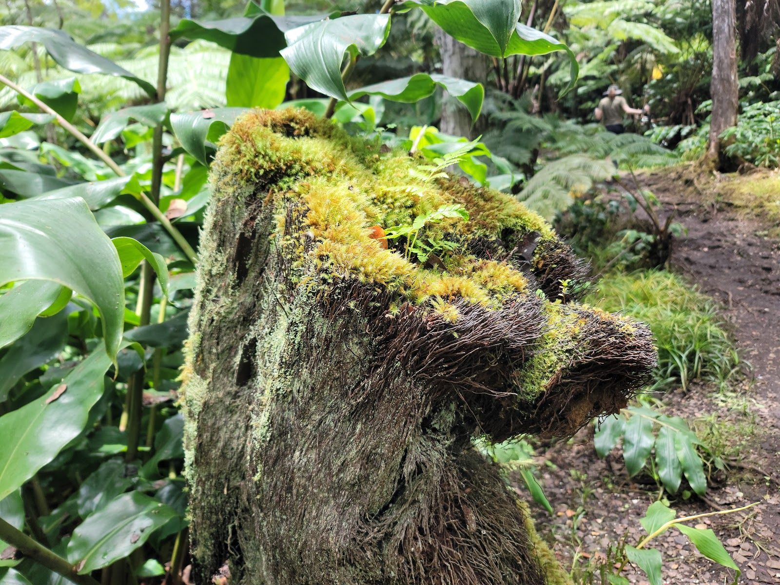 Photo 7 of Makaula 'O'oma Trail in Hōlualoa, Big Island