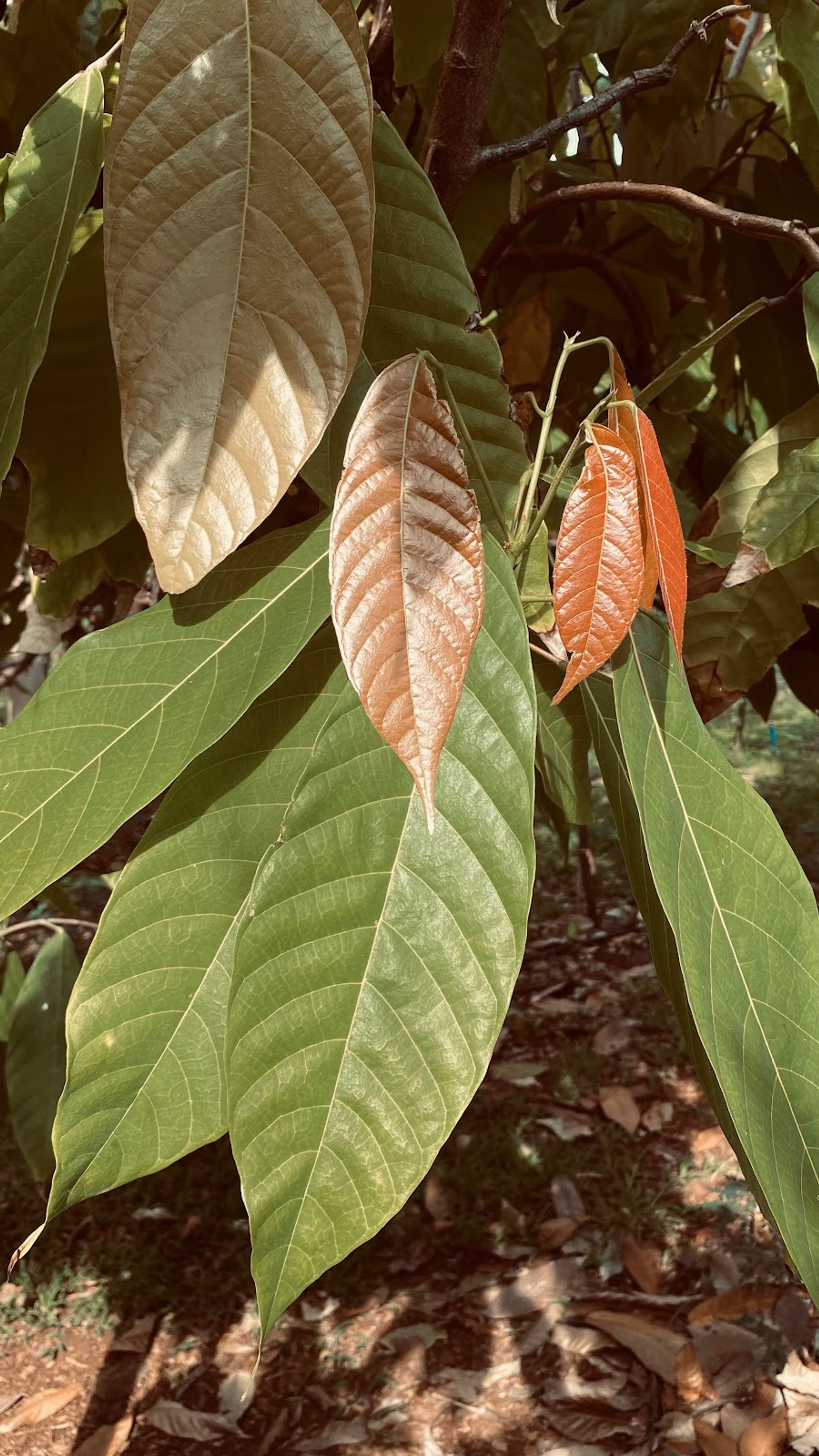 Photo 8 of Maui Ku’ia Estate Cacao Farm in Lāhainā, Maui