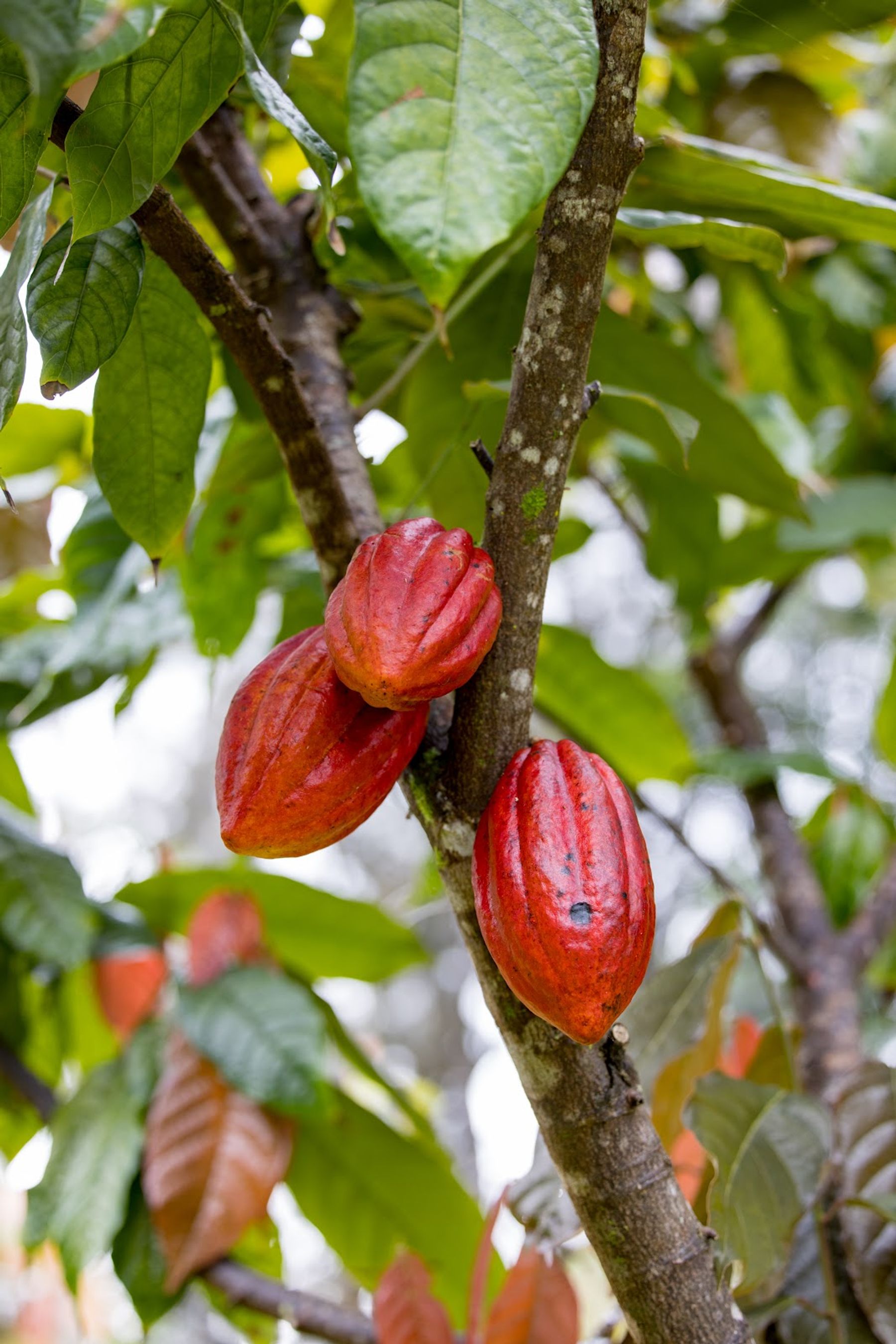 Photo 2 of Honoka'a Chocolate Farm in Honokaʻa, Big Island