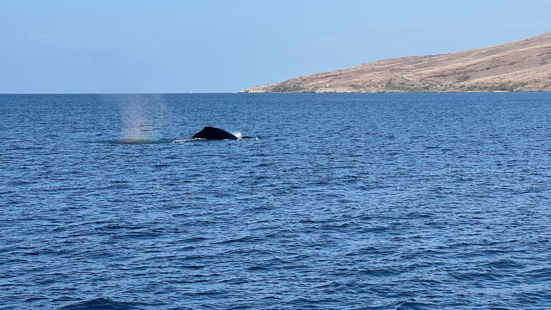 Photo 3 of Calypso in Māʻalaea, Maui