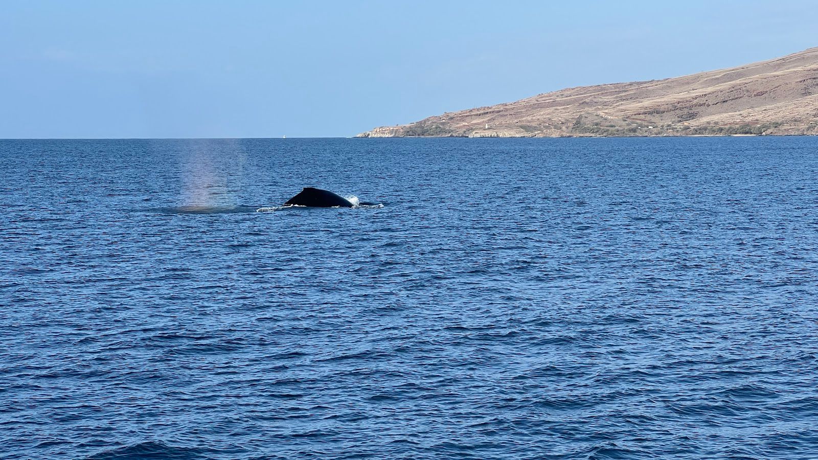 Photo 3 of Calypso in Māʻalaea, Maui