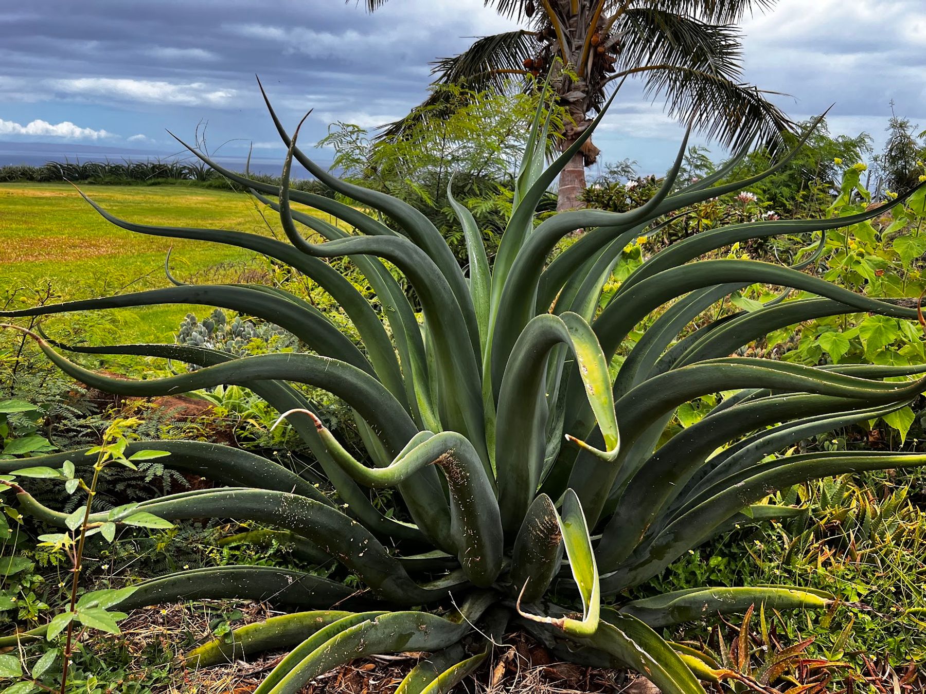 Photo 4 of Maui Dragon Fruit Farm in Lāhainā, Maui