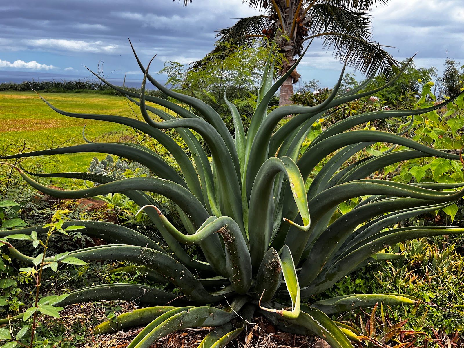 Photo 4 of Maui Dragon Fruit Farm in Lāhainā, Maui