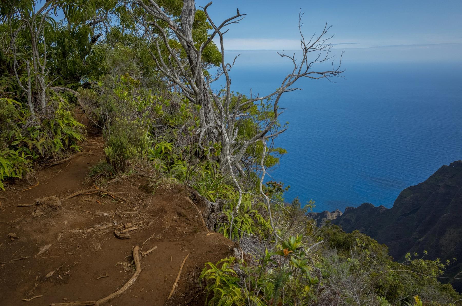 Narrow dirt ridge trail with scrubby trees and branches overlooking the deep blue Pacific and rugged Nā Pali cliffs
