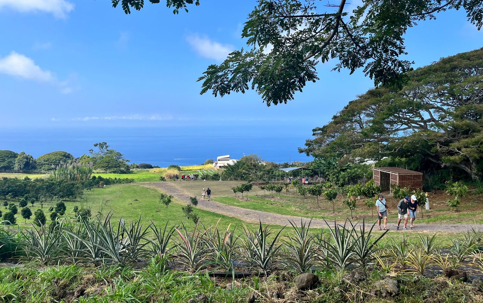 Photo 3 of Puna Chocolate Company Farm - Kona Cocoa & Coffee Orchard Tours (by reservation only) in South Kona, Big Island
