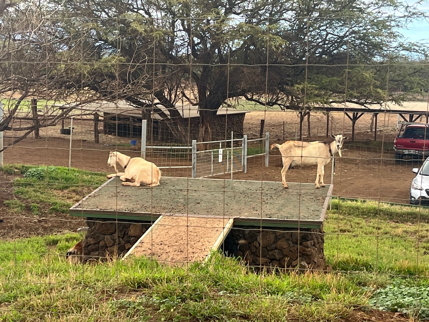 Photo 1 of Surfing Goat Dairy in Kula, Maui