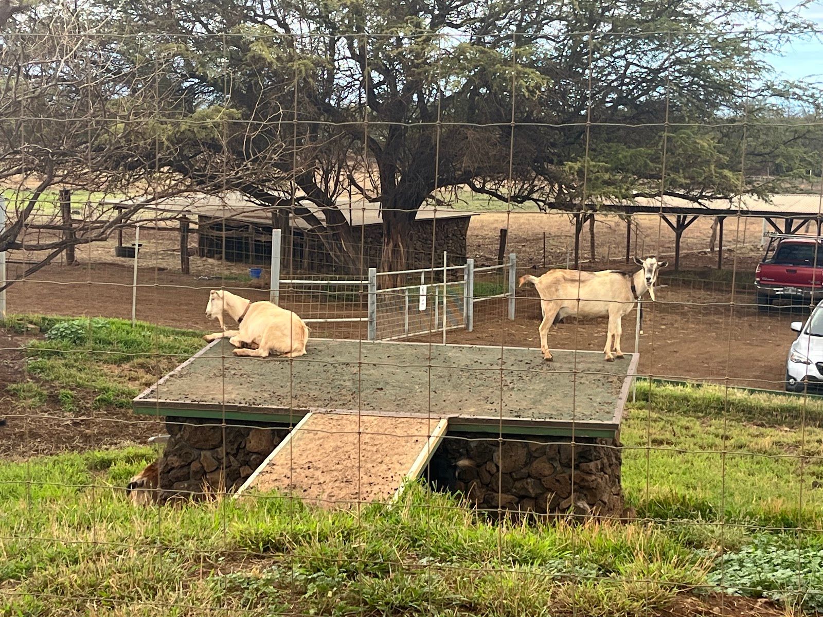 Photo 1 of Surfing Goat Dairy in Kula, Maui