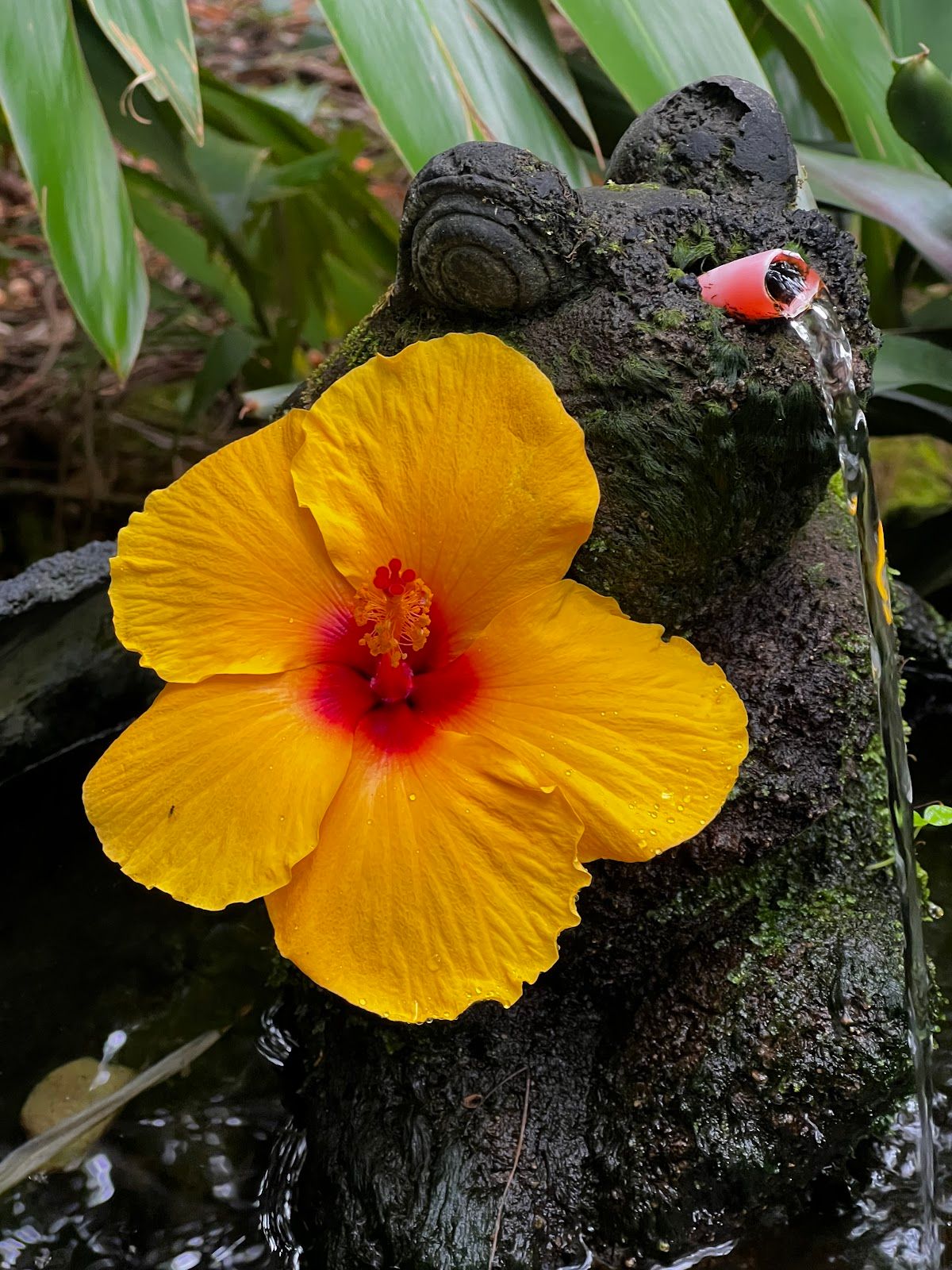 Photo 6 of Paleaku Gardens Peace Sanctuary in South Kona, Big Island