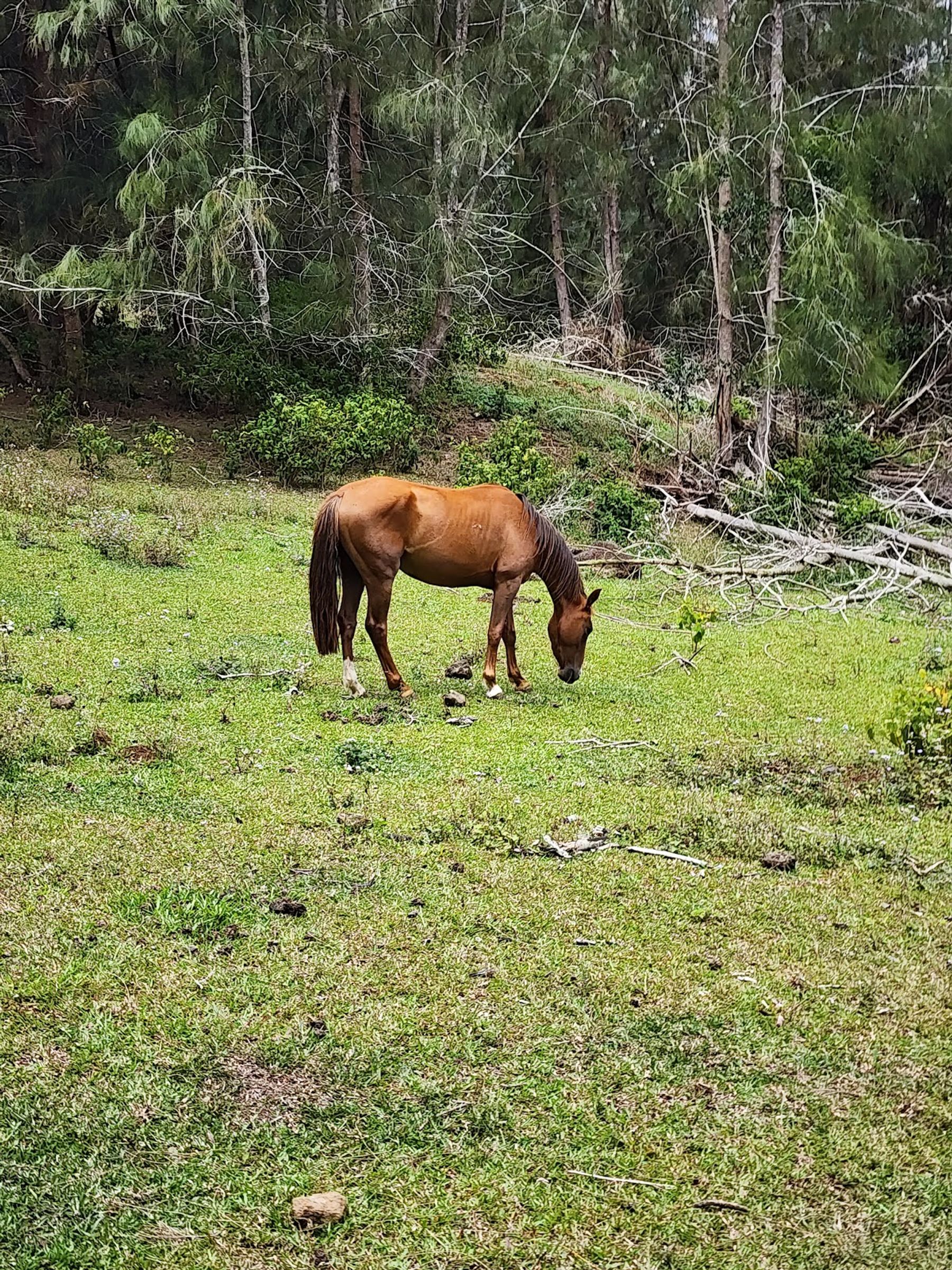 Photo 7 of All About the View ATV UTV Scenic Tour in Waipiʻo, Big Island