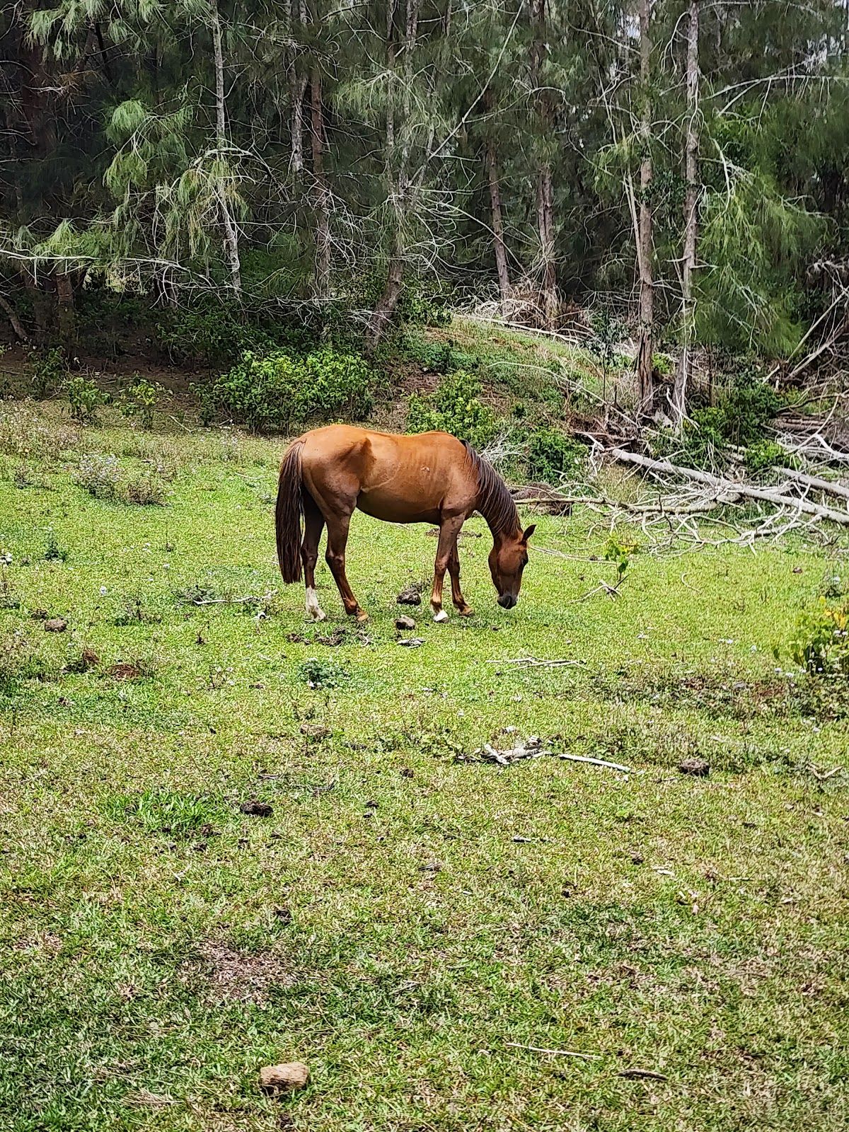 Photo 7 of All About the View ATV UTV Scenic Tour in Waipiʻo, Big Island