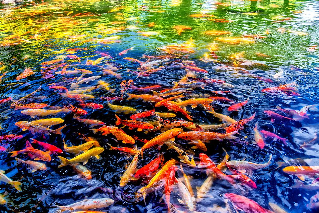 Dozens of colorful koi fish swimming in a rippling pond with bright green and gold reflections on the water surface.