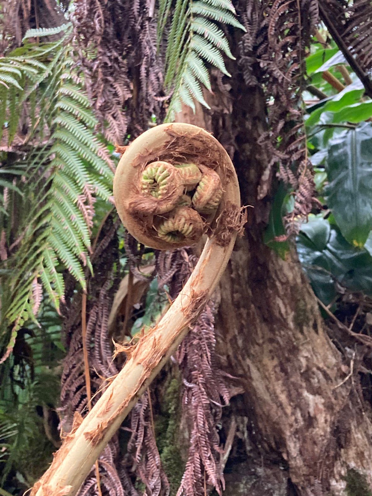 Photo 4 of Makaula 'O'oma Trail in Hōlualoa, Big Island