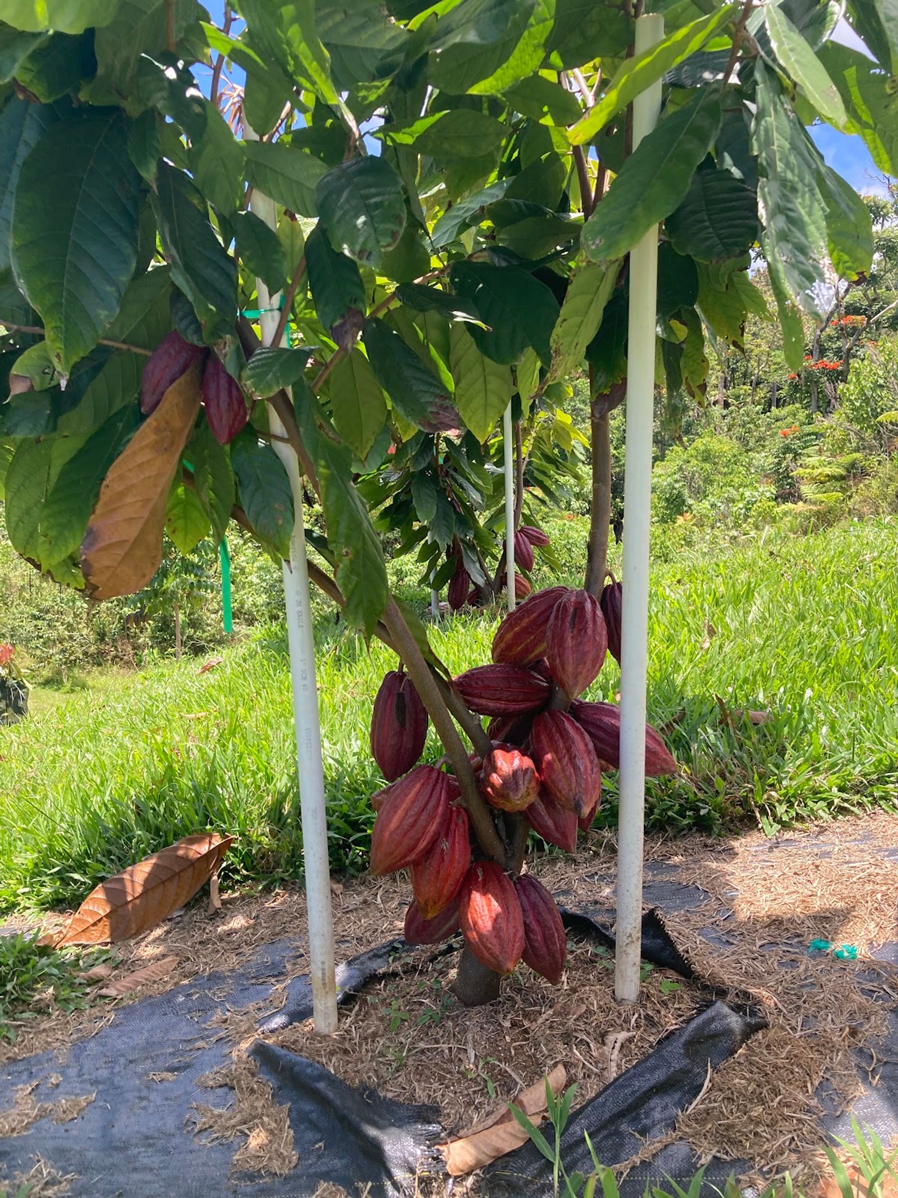 Photo 7 of Honolii Orchards in Greater Hilo, Big Island