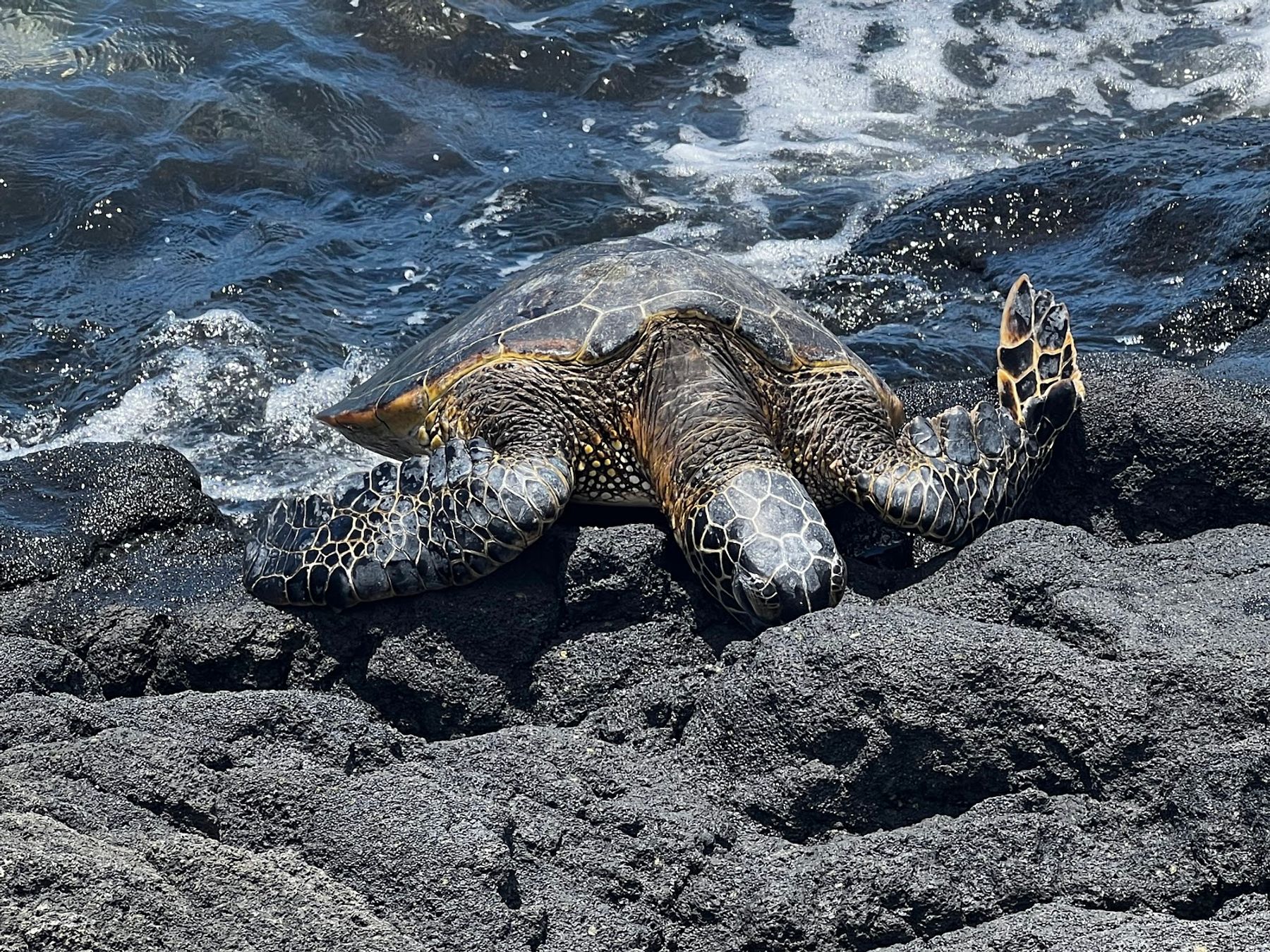 Photo 8 of Ala Kahakai National Historic Trail in South Kona, Big Island