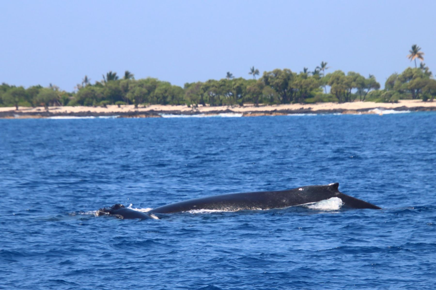 Photo 1 of Torpedo Tours in Kailua-Kona, Big Island