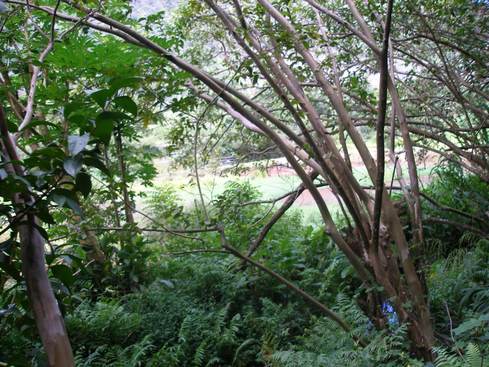 Photo 6 of Muliwai Trail in Waipiʻo, Big Island