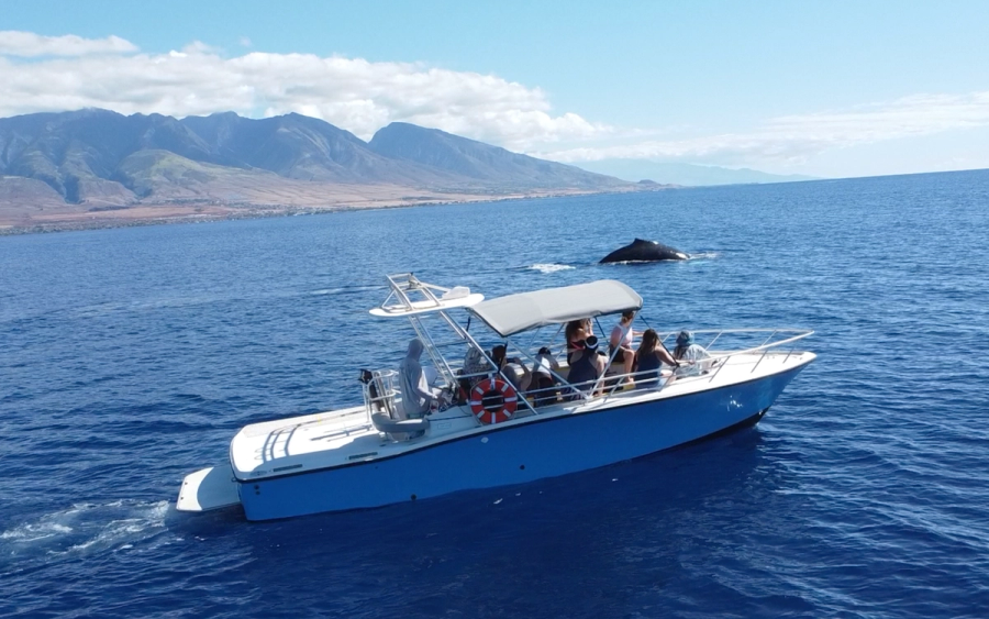 Photo 1 of Maui Whale Adventures in Kāʻanapali, Maui