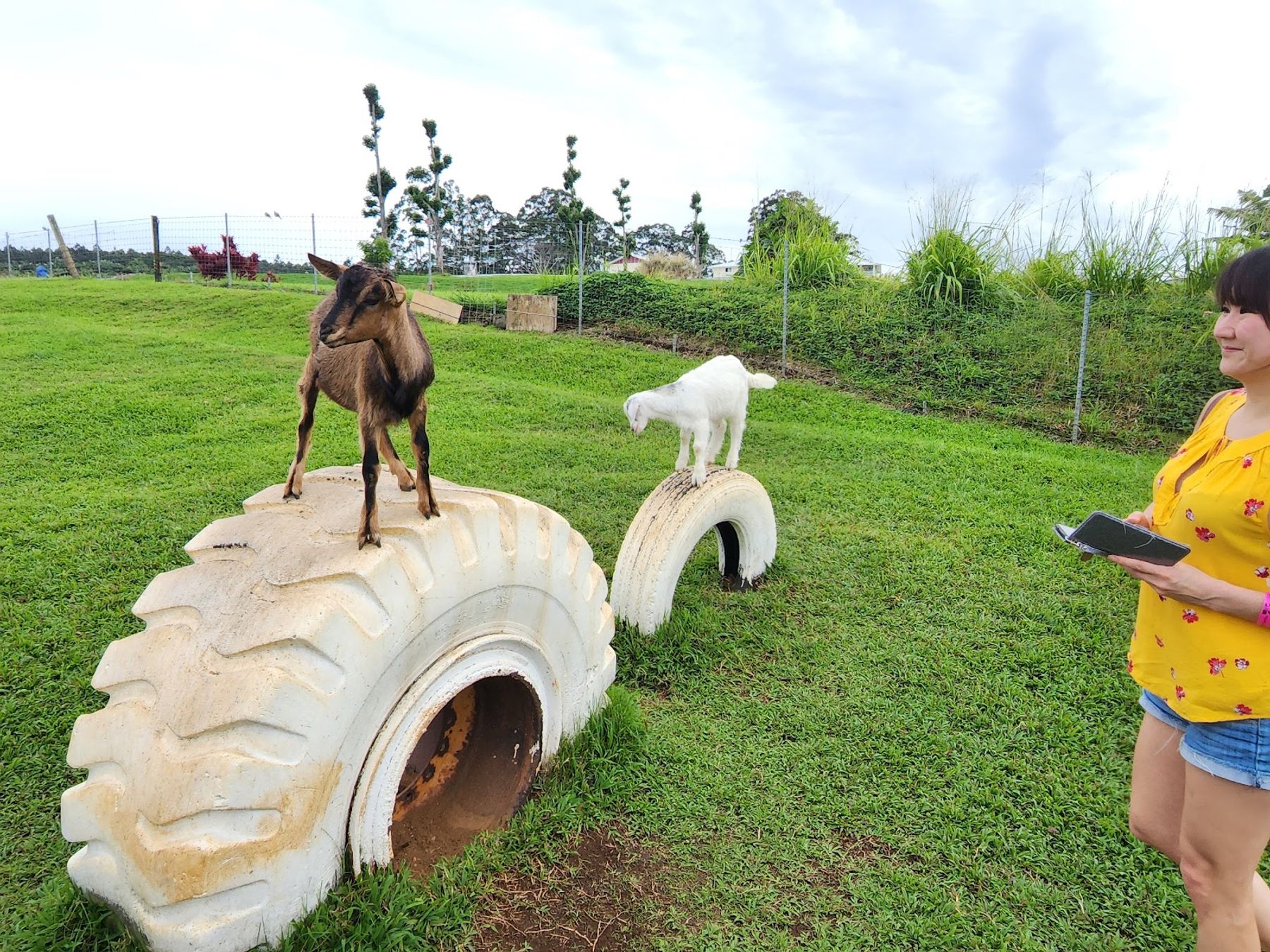 Photo 6 of Honomu Goat Dairy in Greater Hilo, Big Island