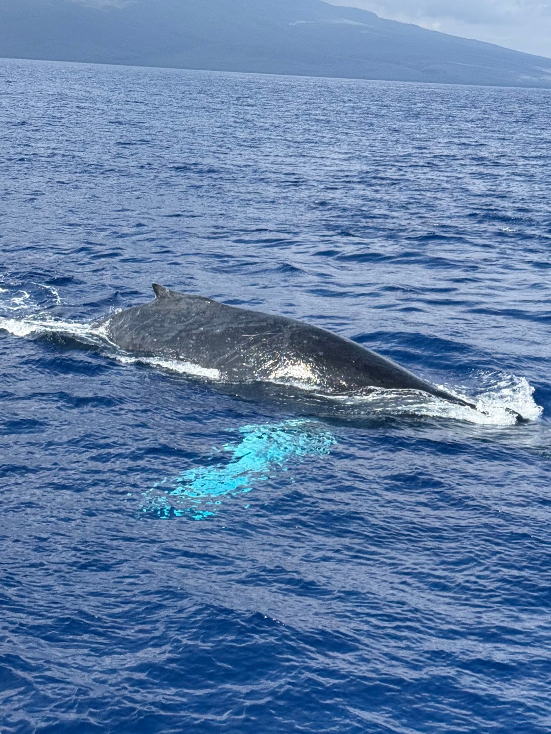 Photo 4 of Trilogy Excursions in Lāhainā, Maui
