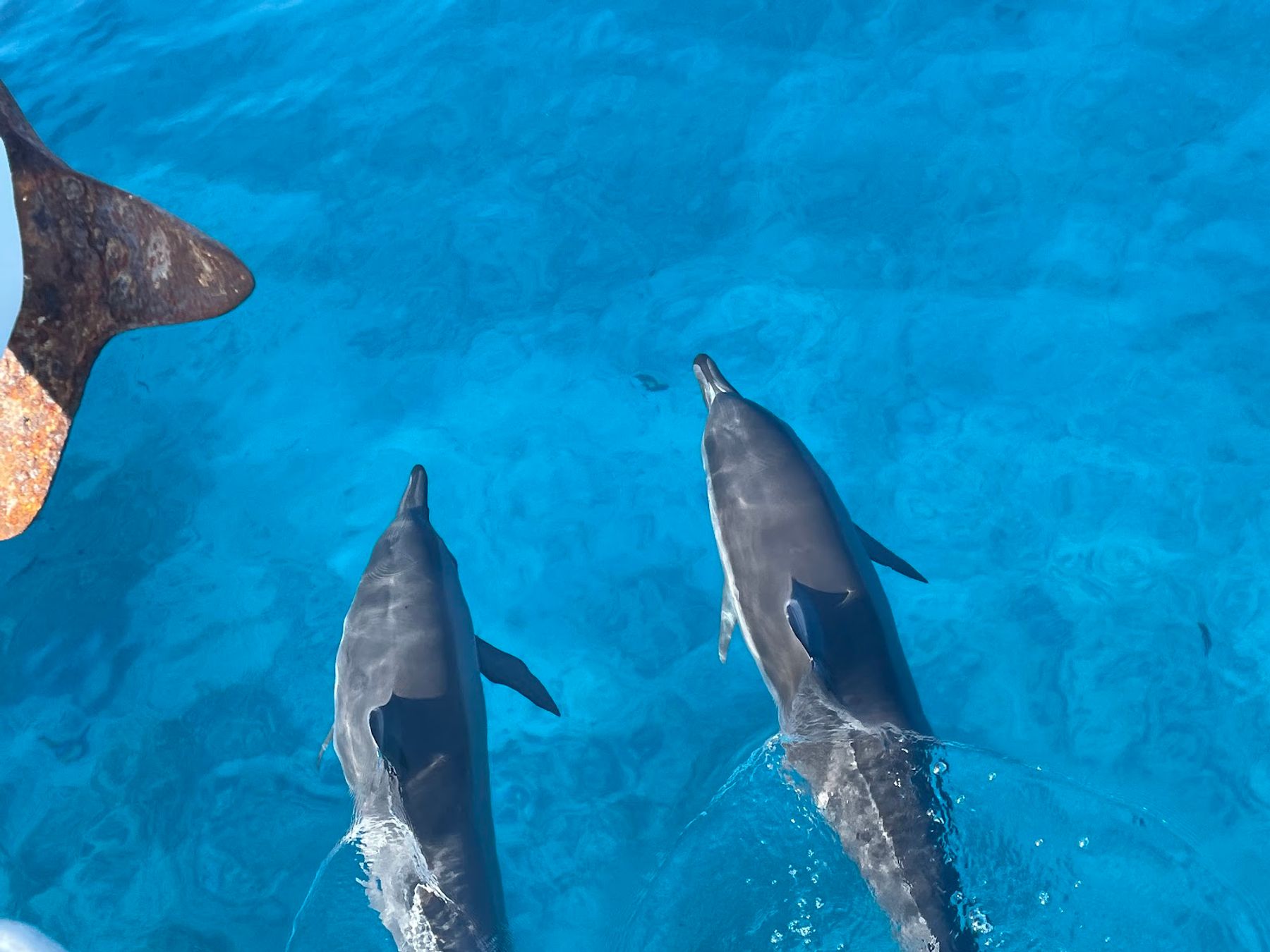 Photo 4 of Ocean Encounters in Kailua-Kona, Big Island