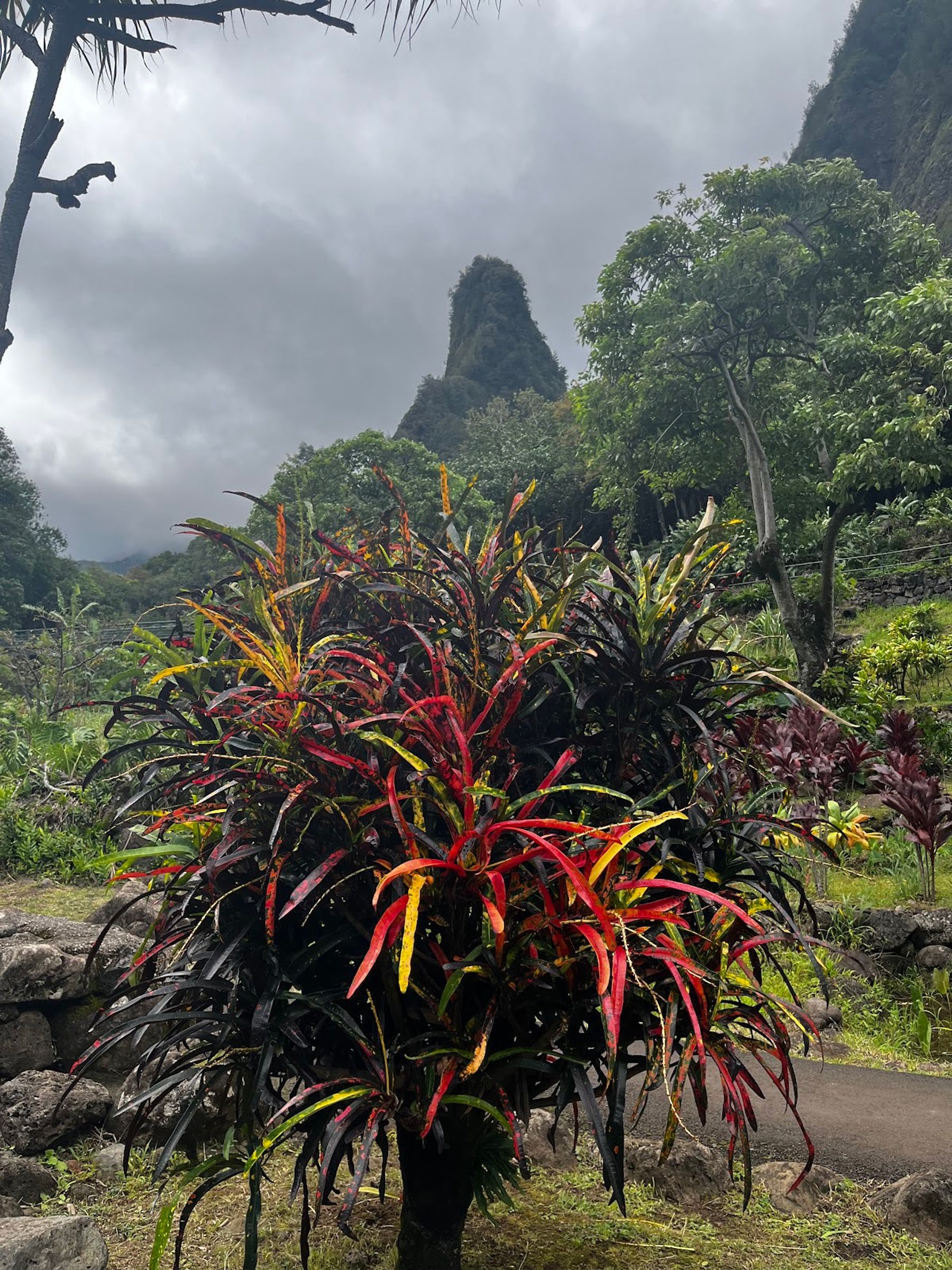 Photo 6 of ʻIao Needle Lookout Trail and Ethnobotanical Loop in Wailuku, Maui