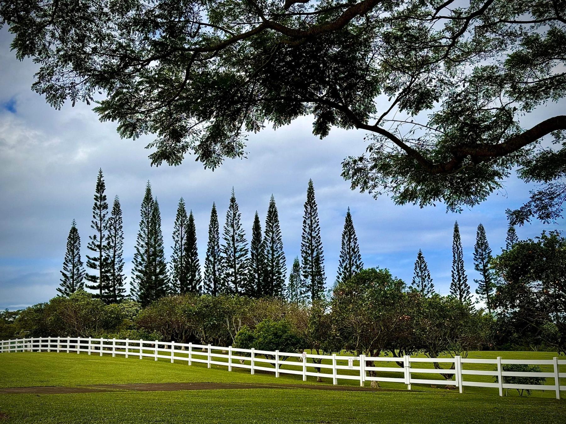 Row of tall Norfolk pines behind a curved white fence, framed by a broad tree canopy against a cloudy blue sky