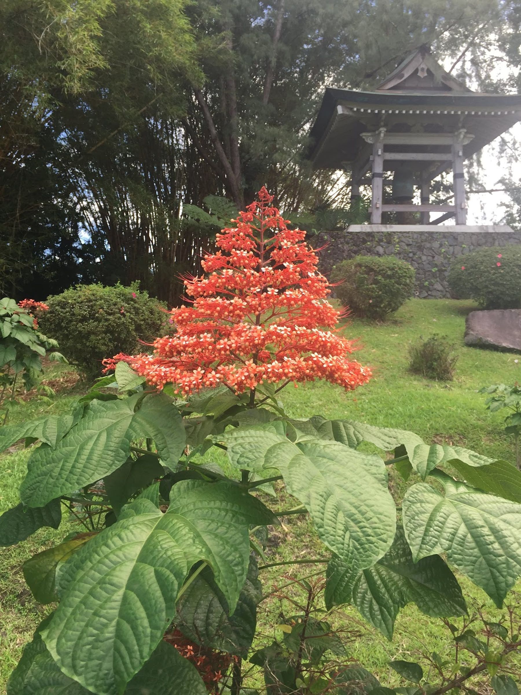 Photo 9 of Nani Mau Gardens and Event Space in Hilo, Big Island