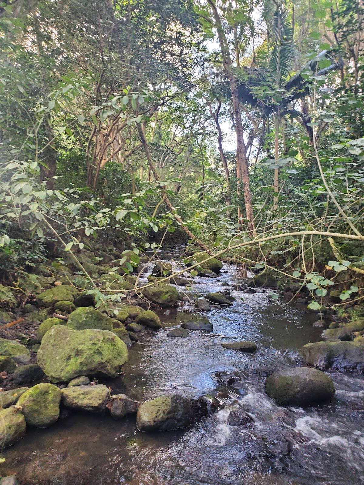 Photo 2 of Maunawili Falls Trail in Kailua & Lanikai, Oahu
