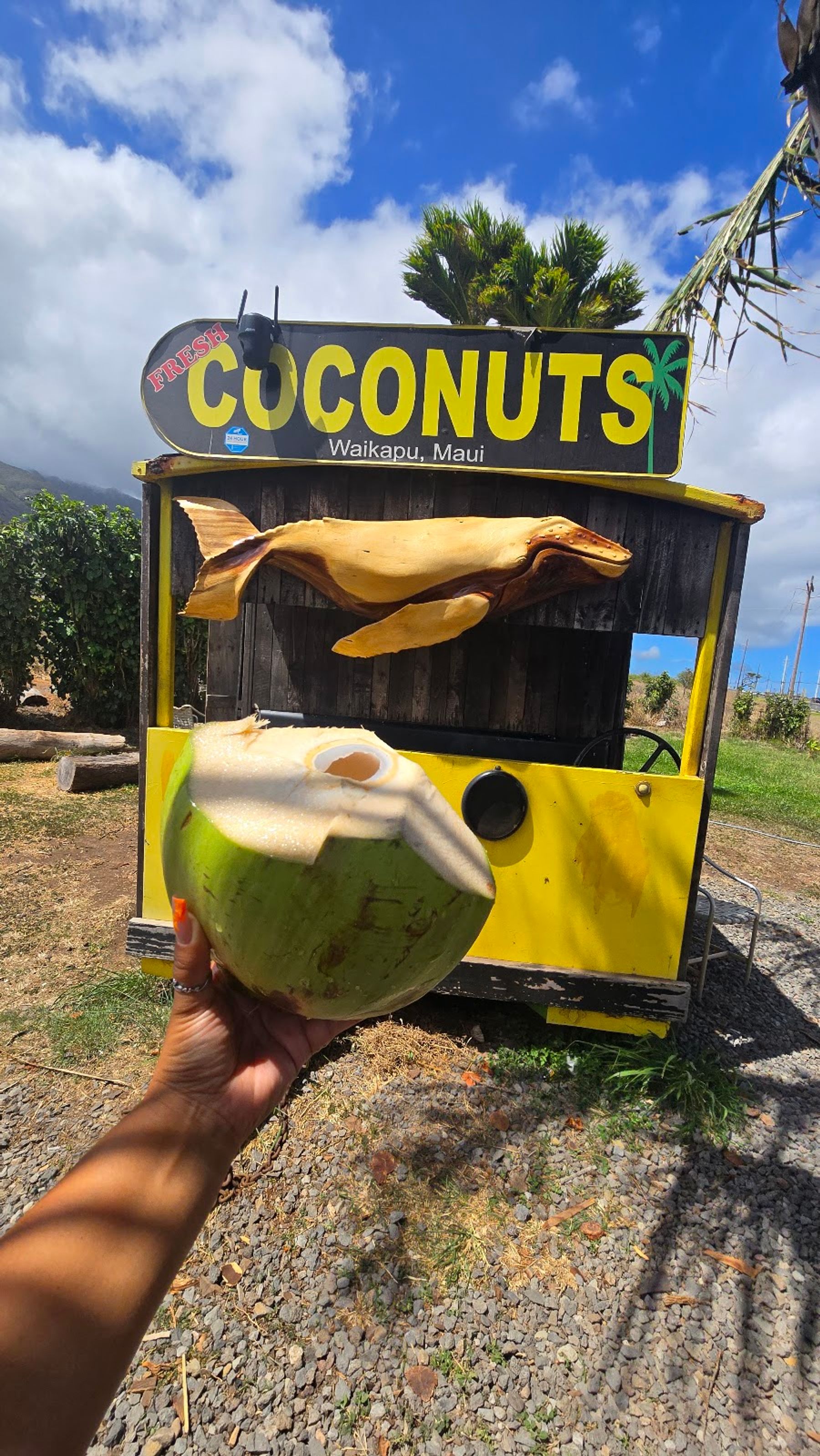 Photo 8 of The Coconut Inc in Māʻalaea, Maui