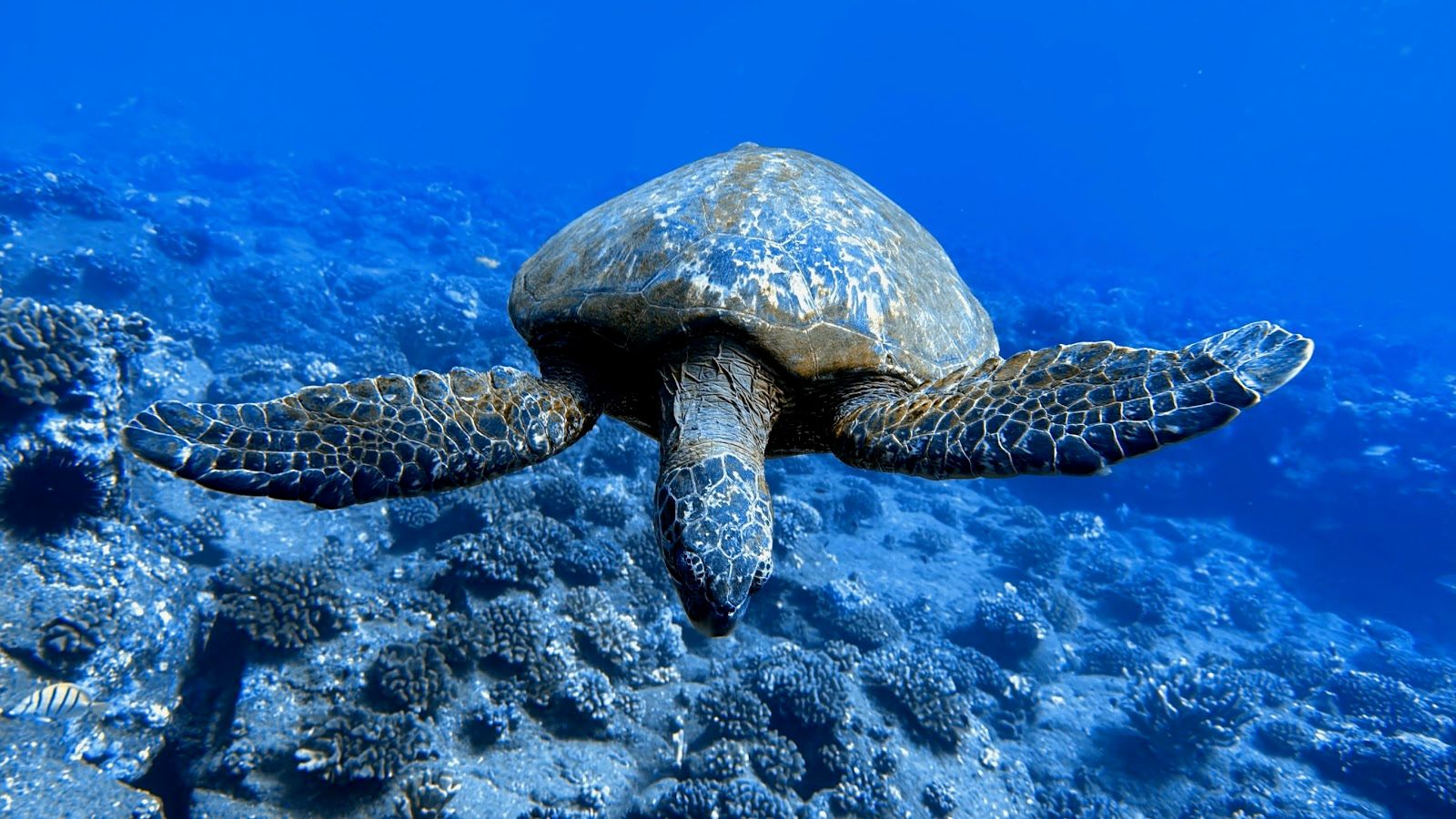 Explore Kauai Scuba in Kekaha, Kaua‘i photo 3