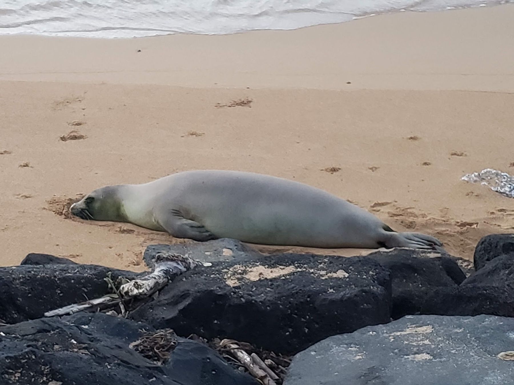 Fujii Beach in Kapaʻa, Kaua‘i photo 5