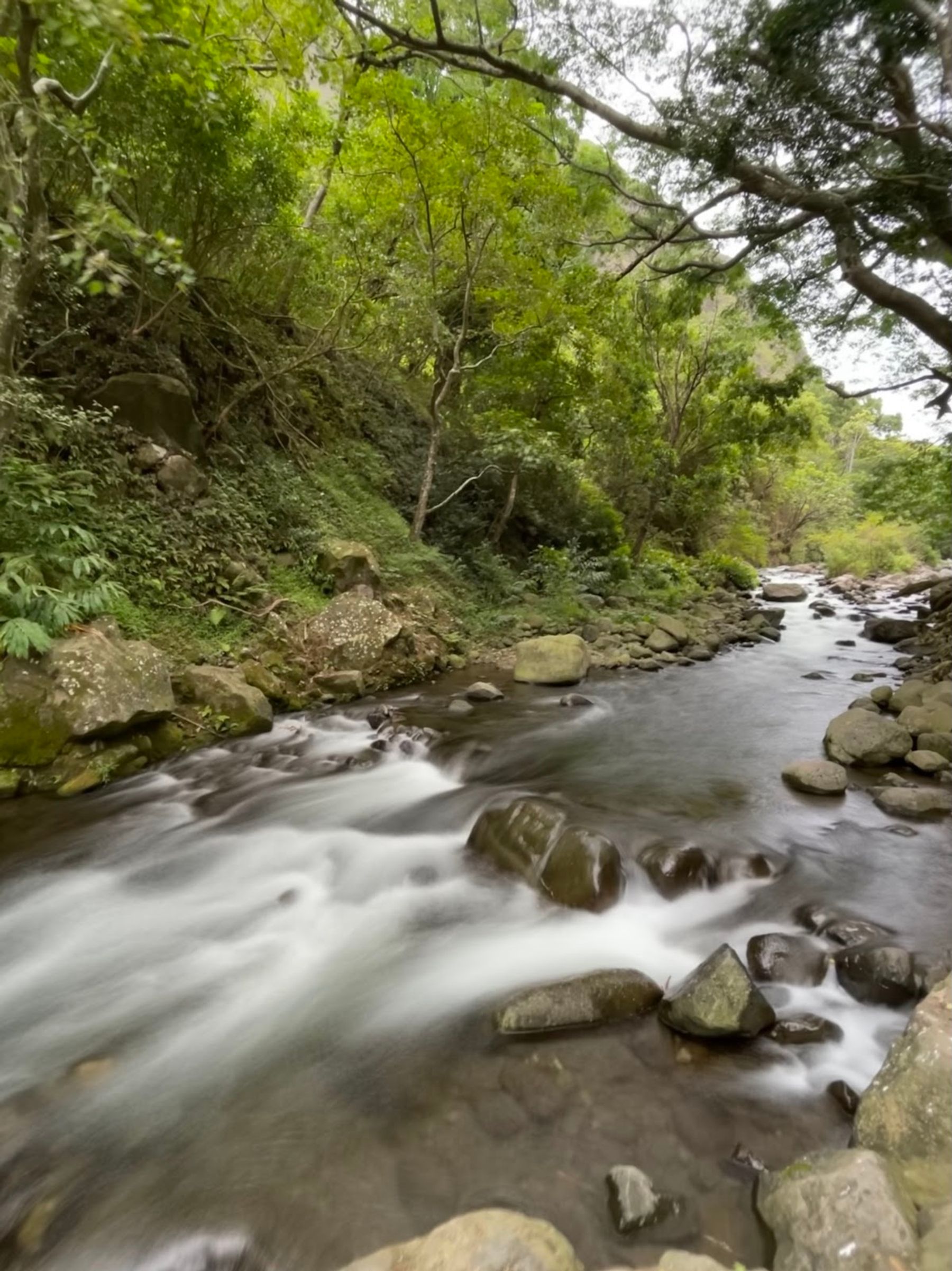 Photo 3 of ʻIao Needle Lookout Trail and Ethnobotanical Loop in Wailuku, Maui