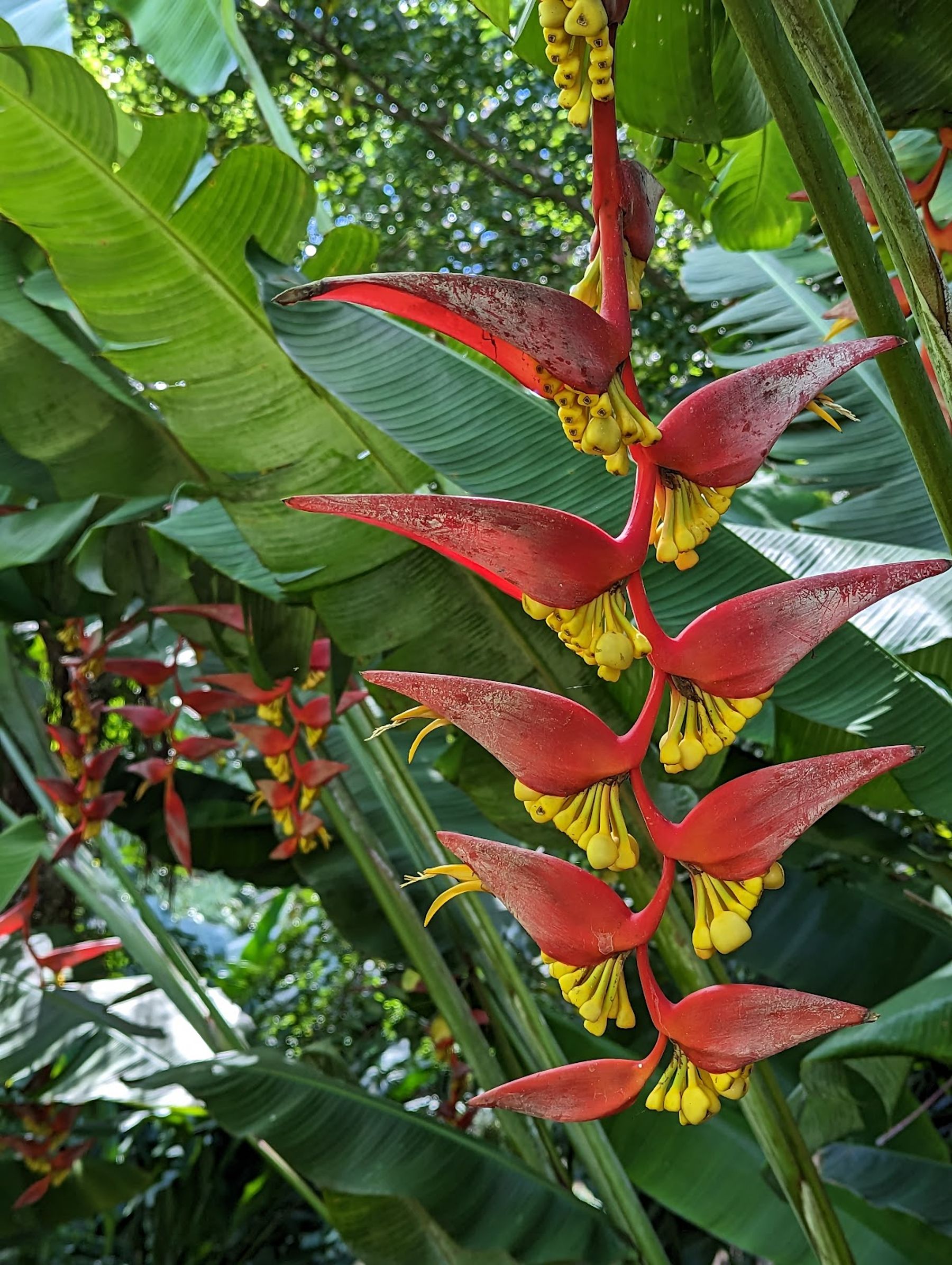 Photo 6 of Wahiawā Botanical Garden in Wahiawā, Oahu